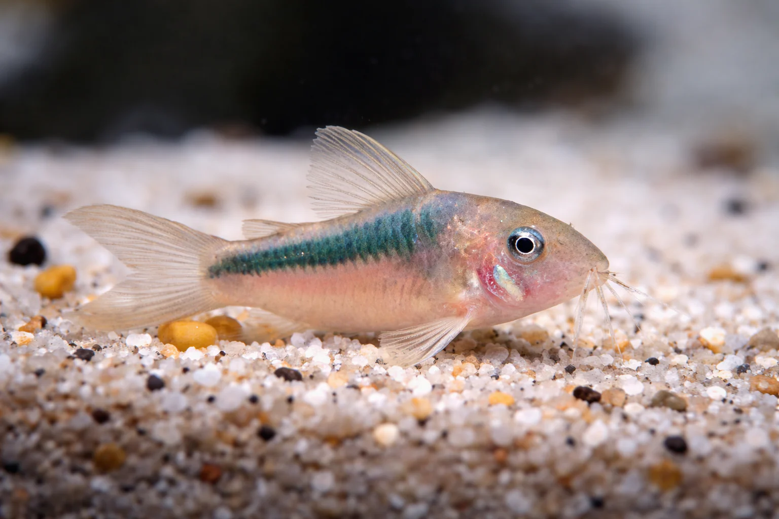 Corydoras Rabauti (3-4cm)