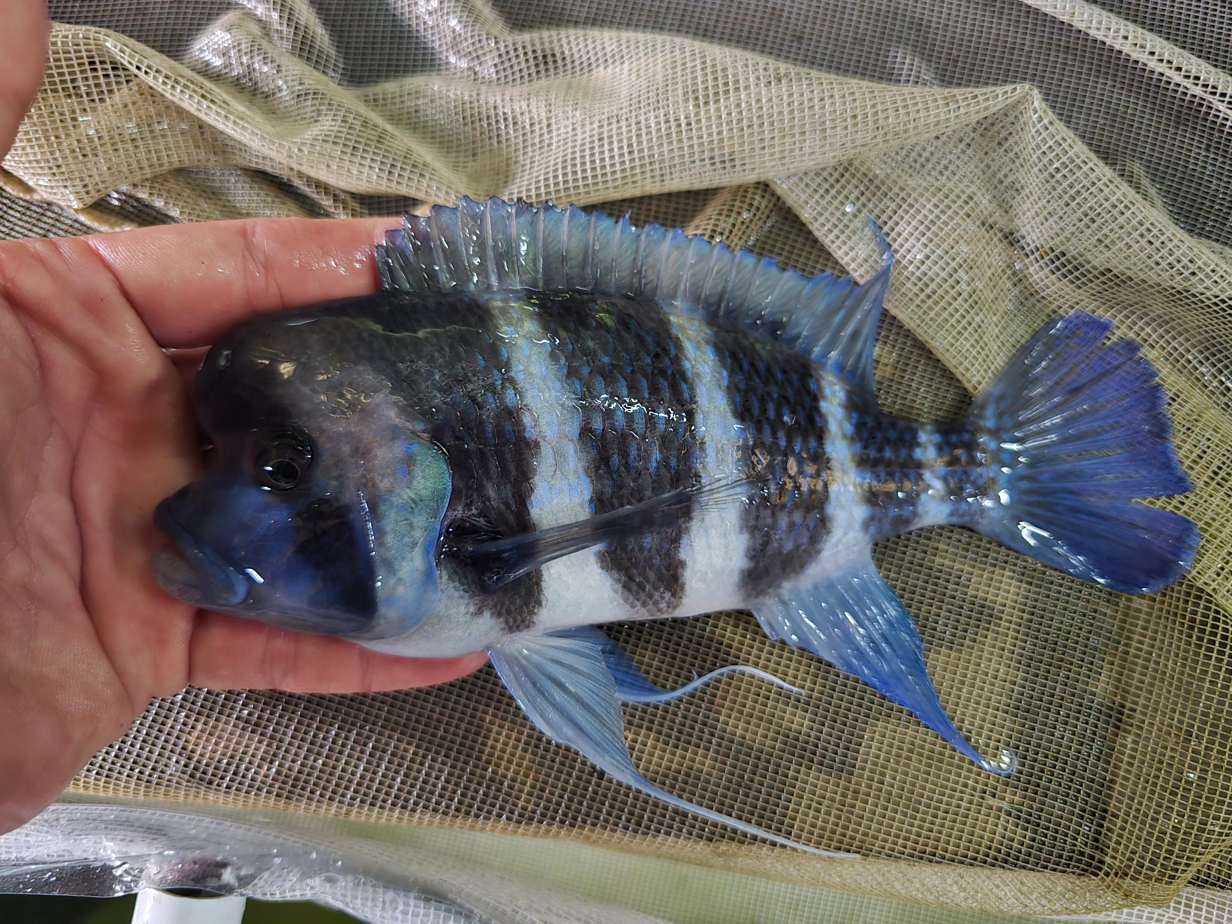Cyphotilapia frontosa 5cm - Image 3