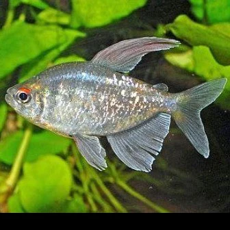 Diamond tetra 2.5cm