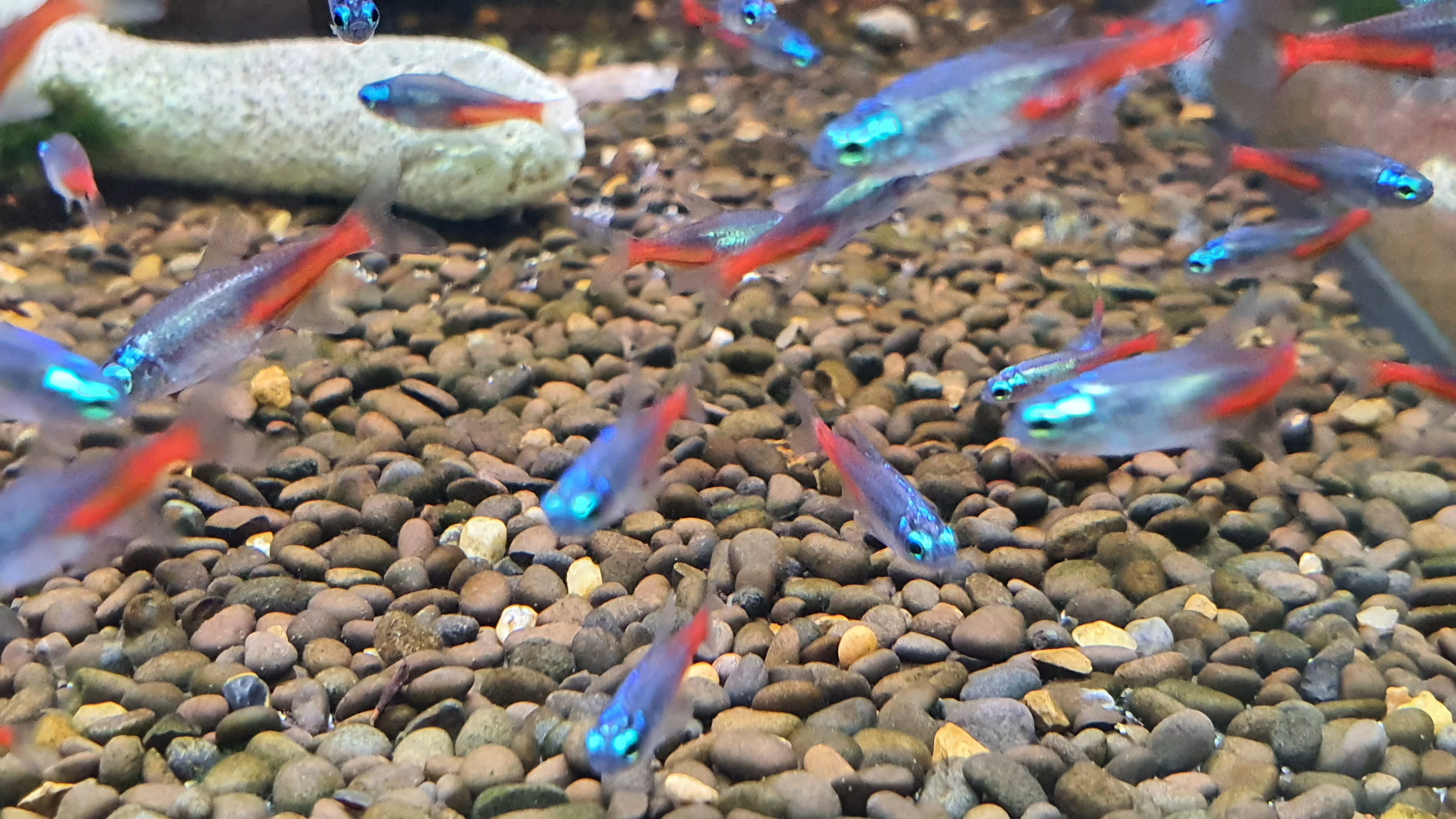 Diamond neon tetra 2cm - Image 2