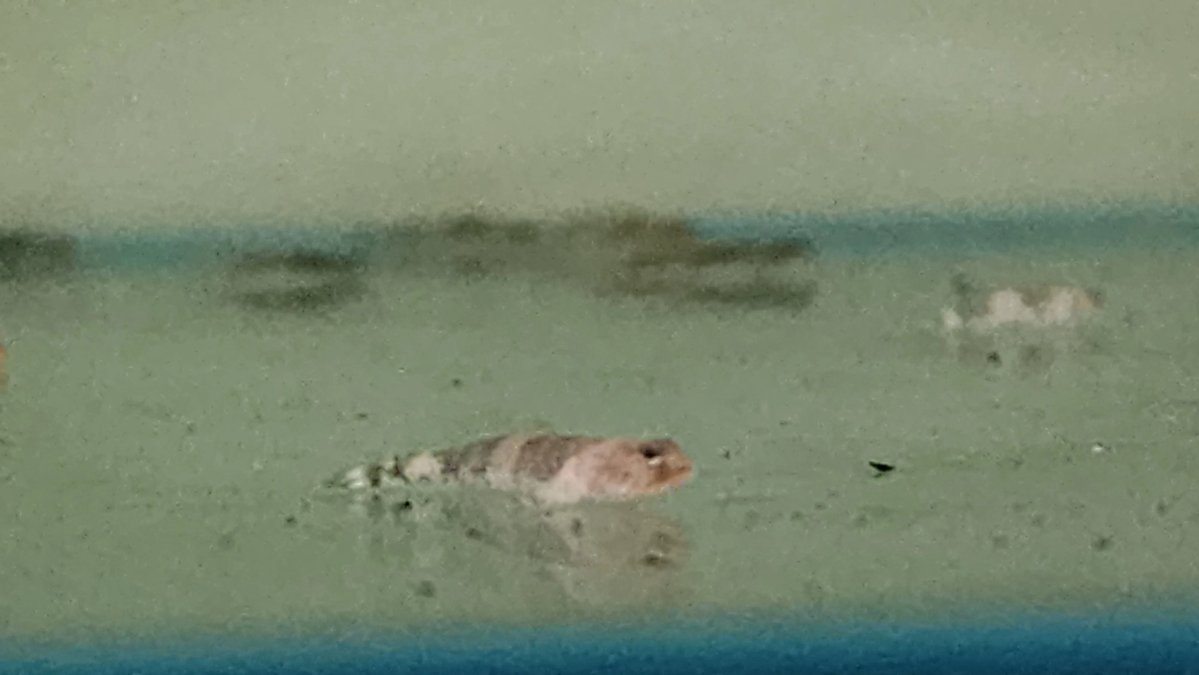 Dragon microgoby 2.5cm - Image 2