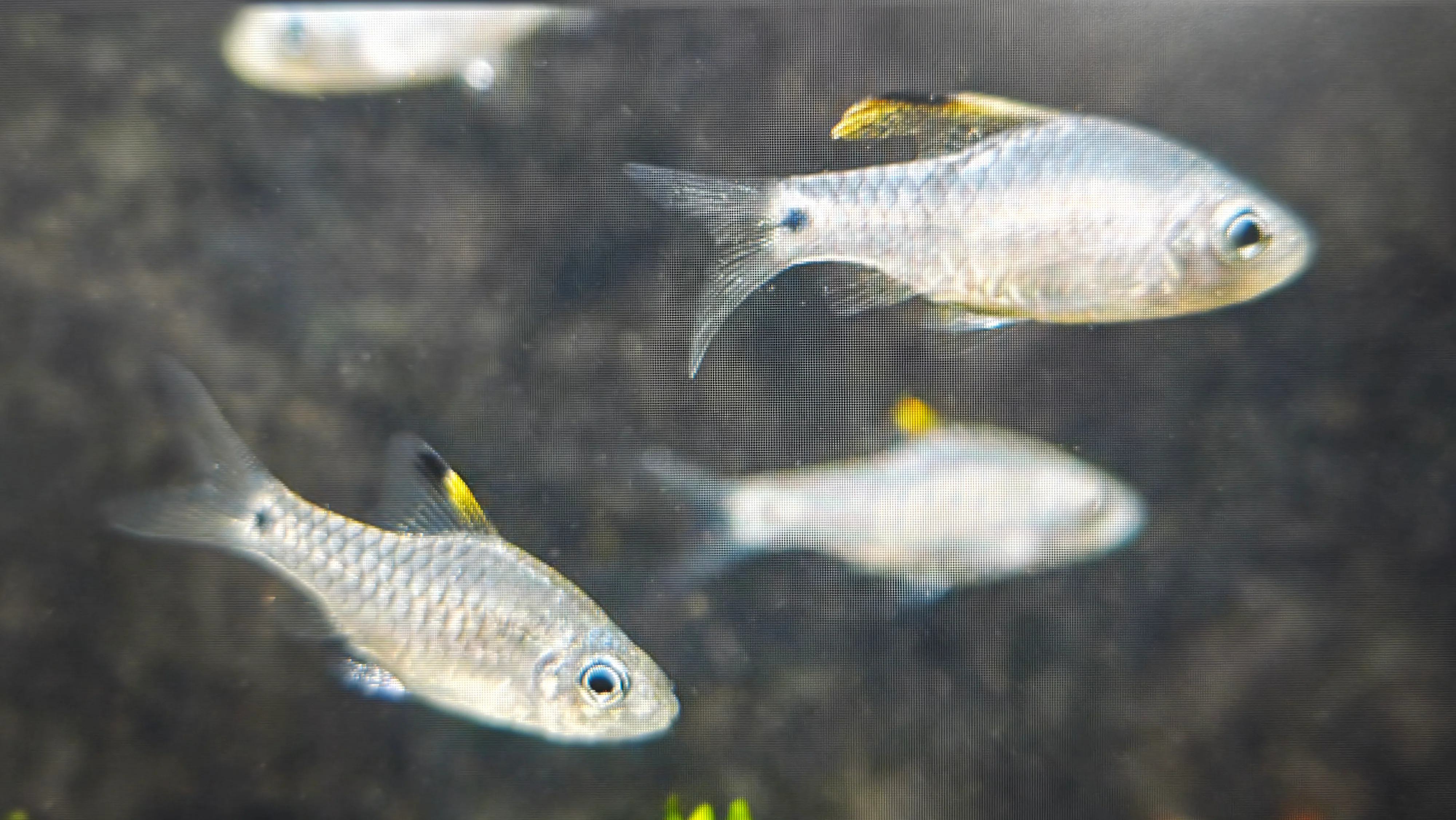 Draped fin barb 2cm - Image 2