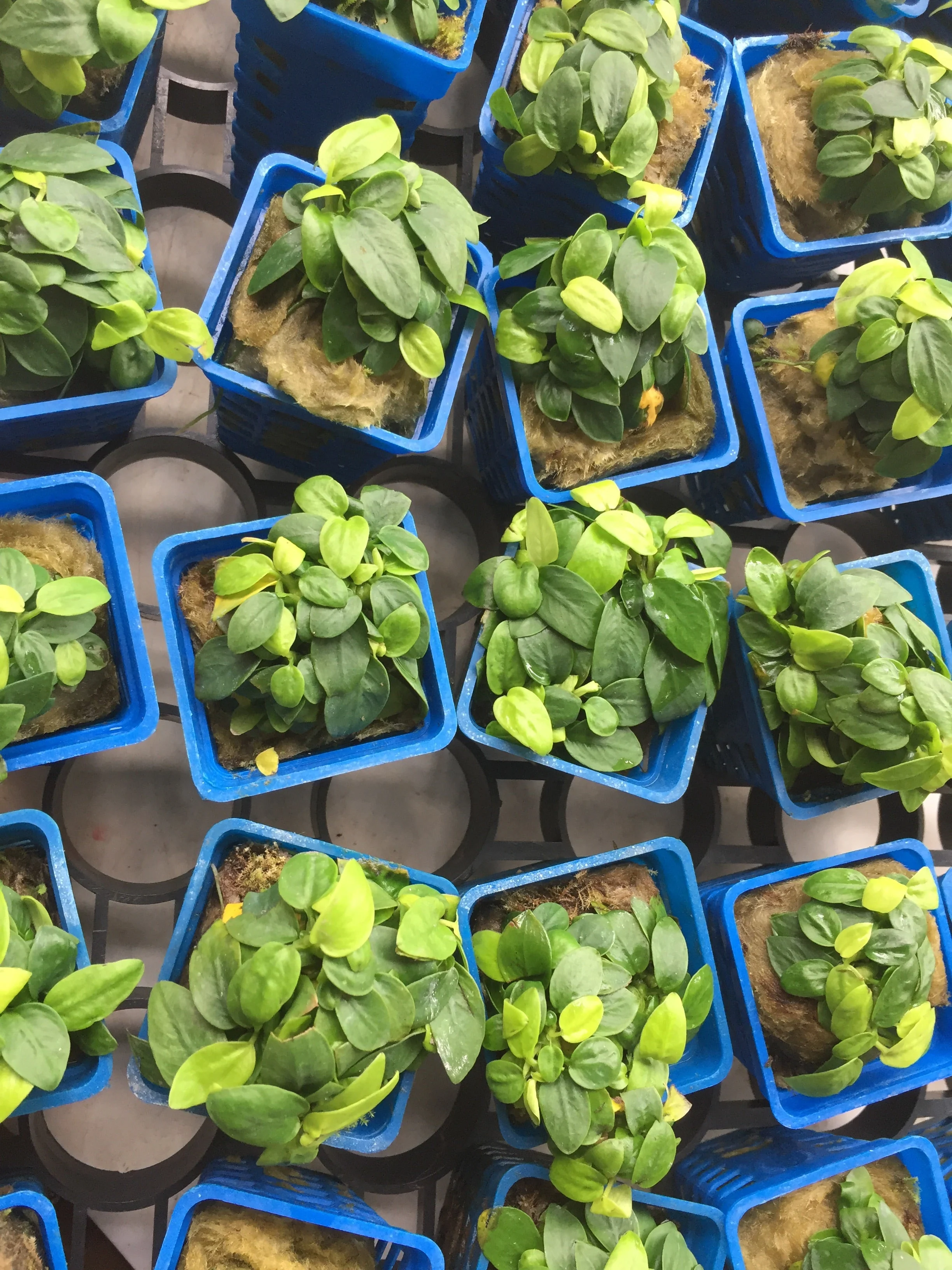Dwarf Anubias Mini Golden Nana Live Aquarium Plant - Easy Low Light - Image 2