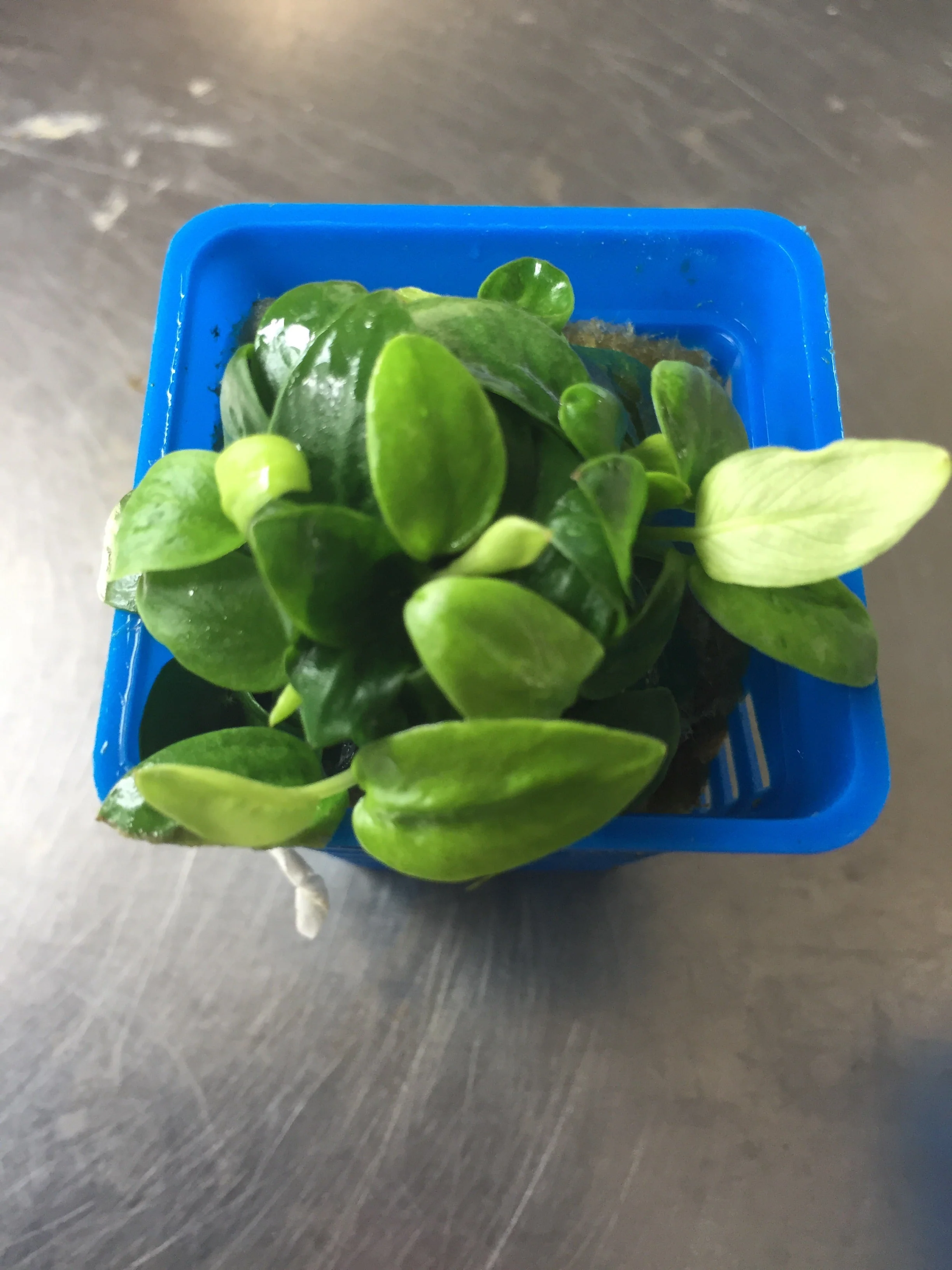 Dwarf Anubias Mini Golden Nana Live Aquarium Plant - Easy Low Light - Image 3