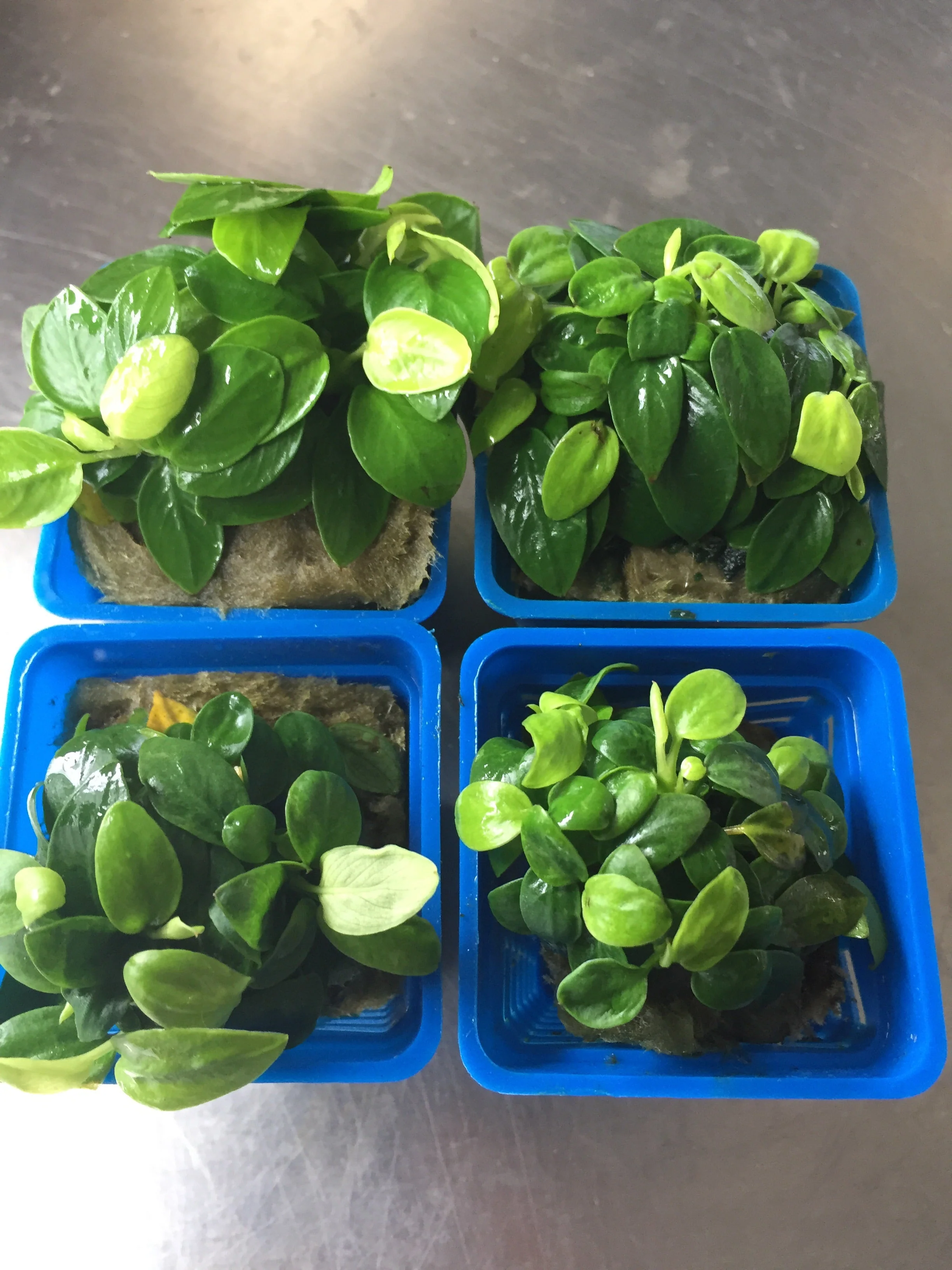 Dwarf Anubias Mini Golden Nana Live Aquarium Plant - Easy Low Light - Image 4