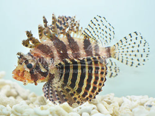 Dwarf lionfish Marine 6-7cm