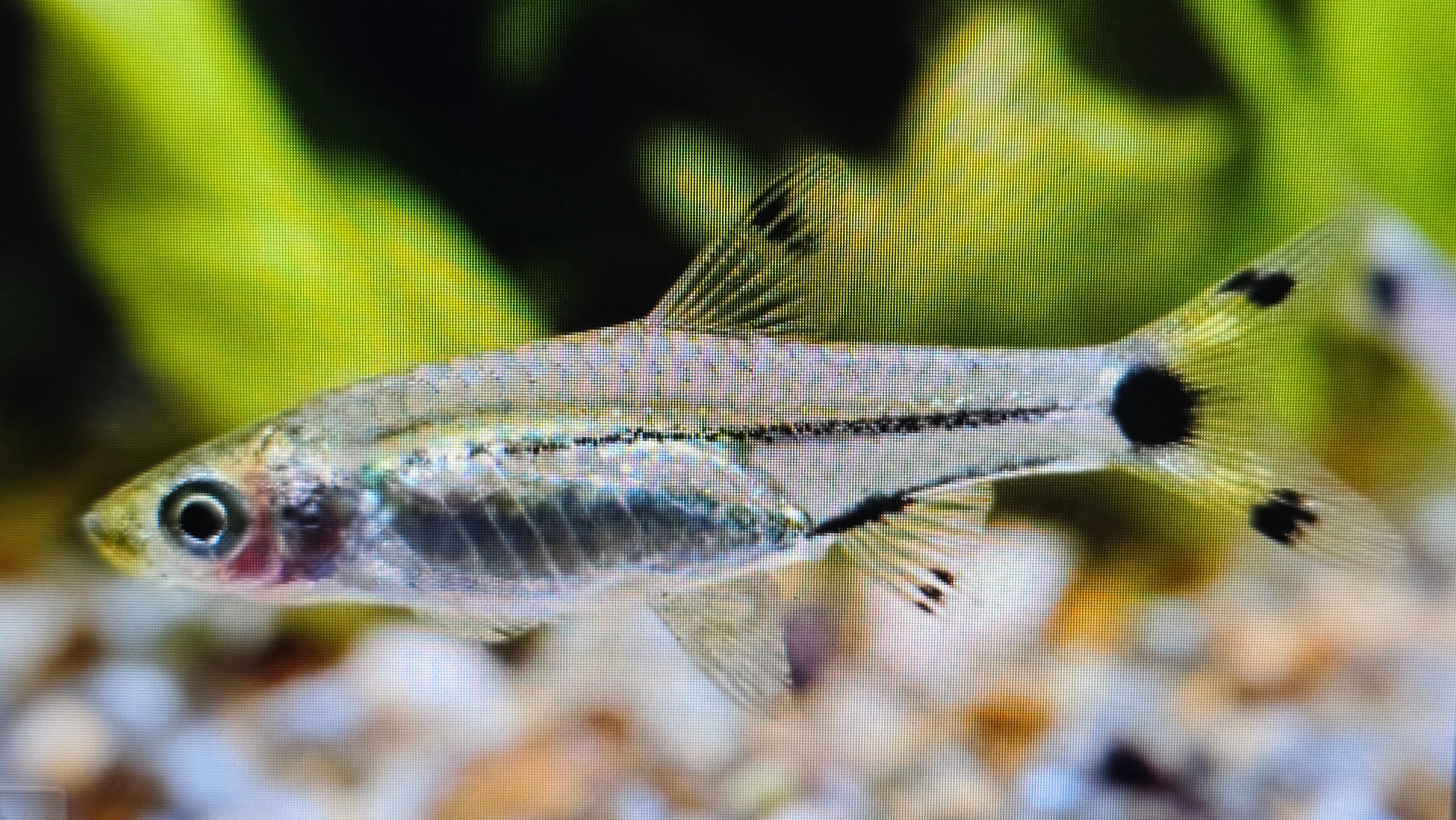 Dwarf scissortail rasbora 1.5cm
