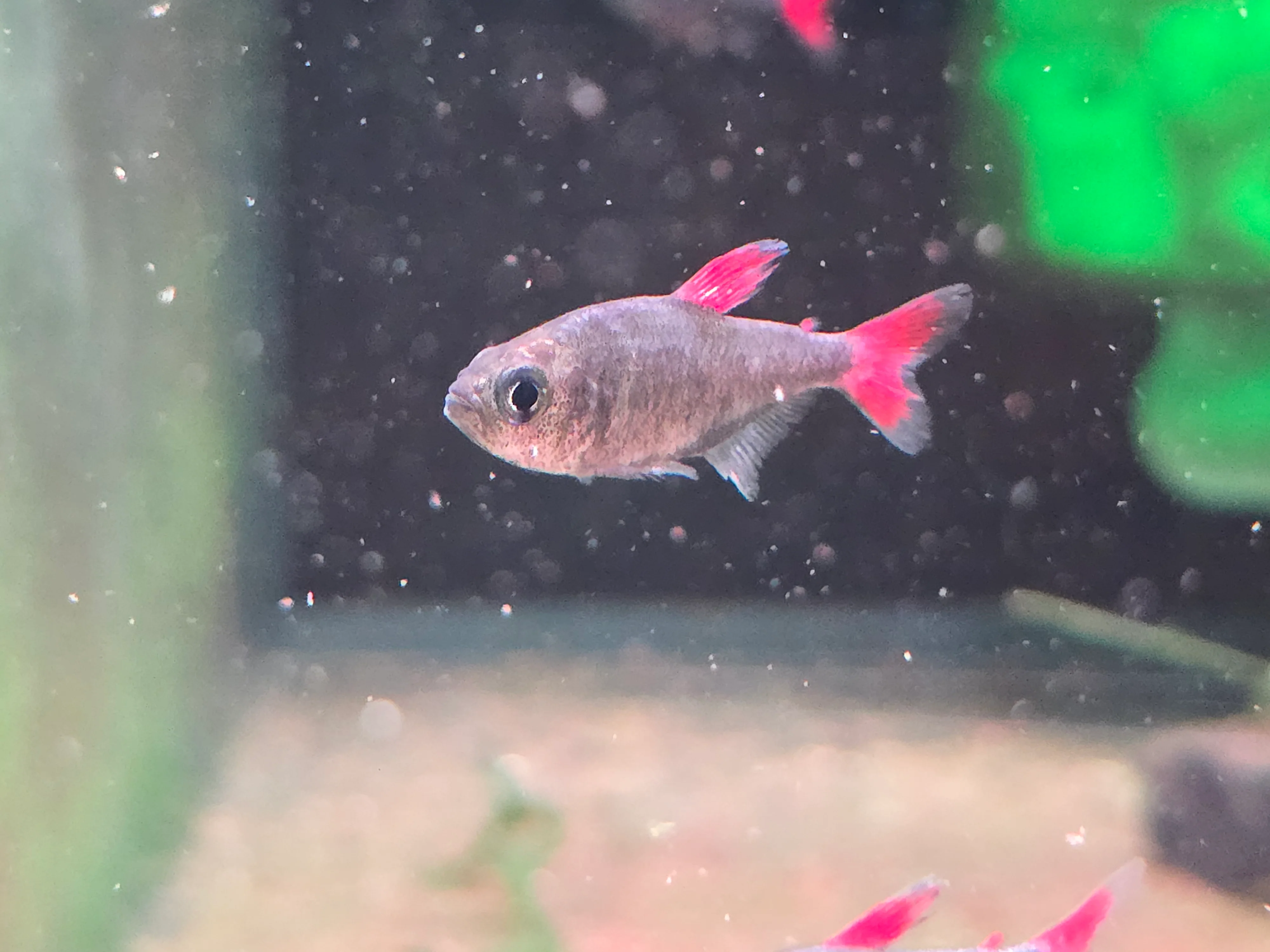 Eilyos tetra 2cm - Image 2