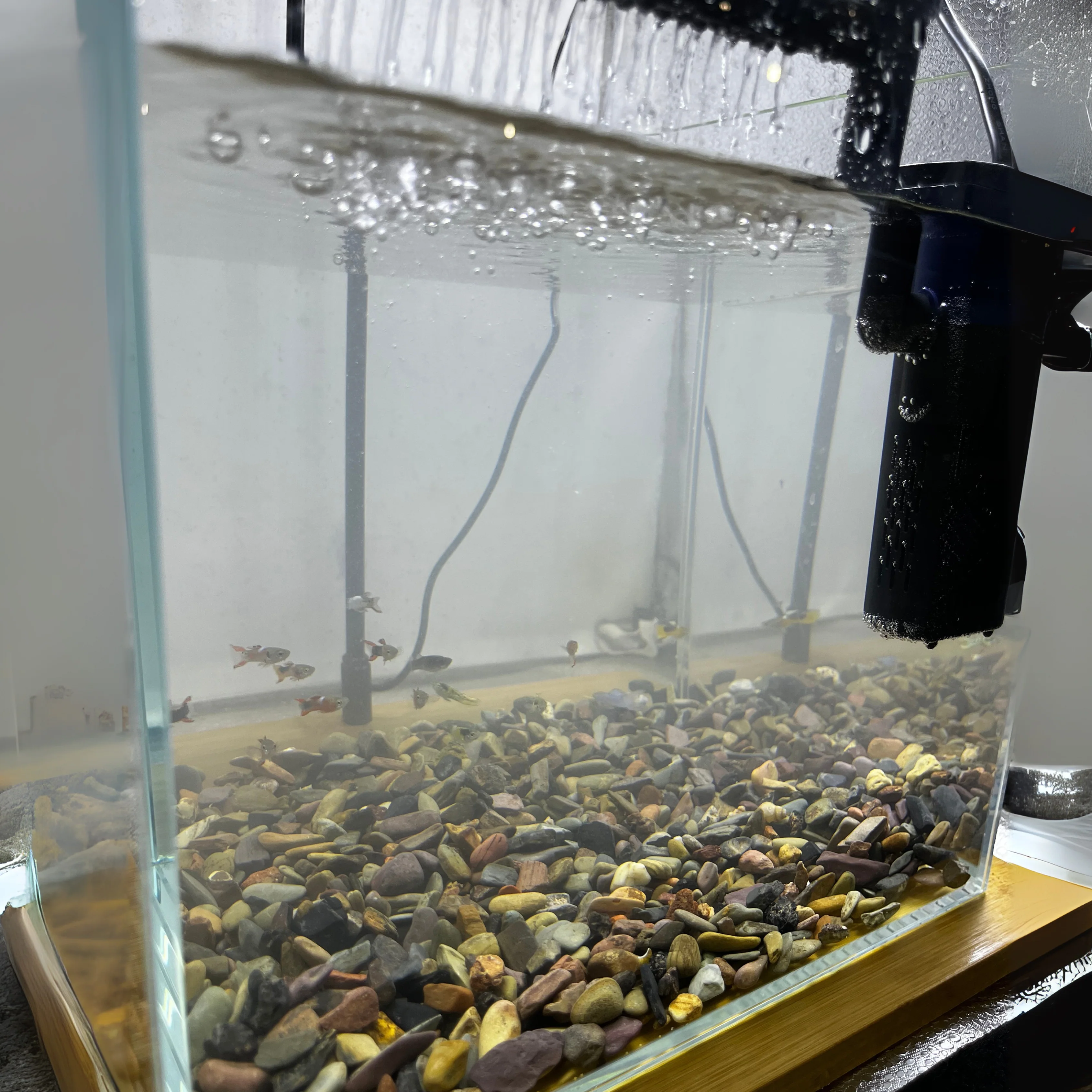 AquaBloom Aquarium Kit - Image 4