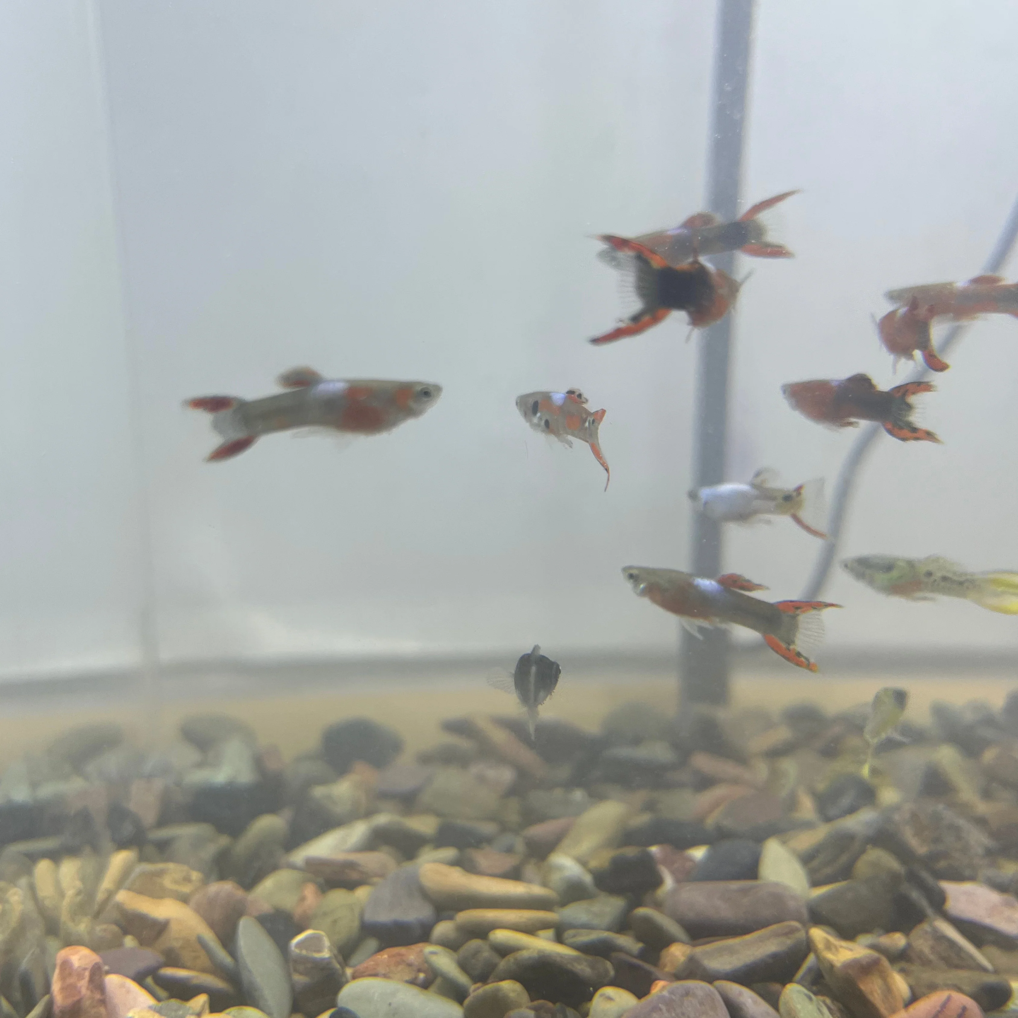 AquaBloom Aquarium Kit - Image 5