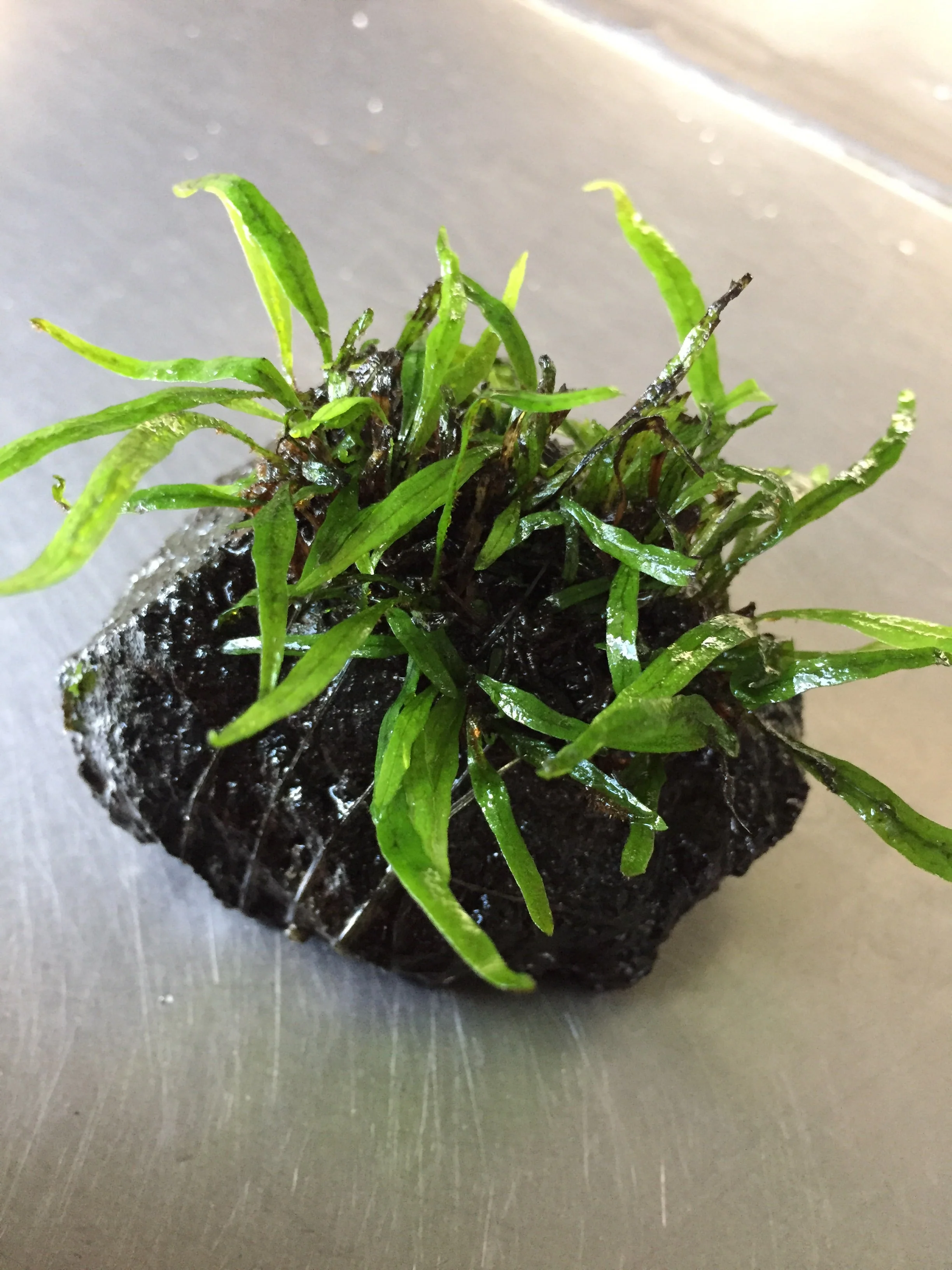Exquisite Needle Leaf Fern Live Aquarium Plant - Easy Care Aquatic Decor