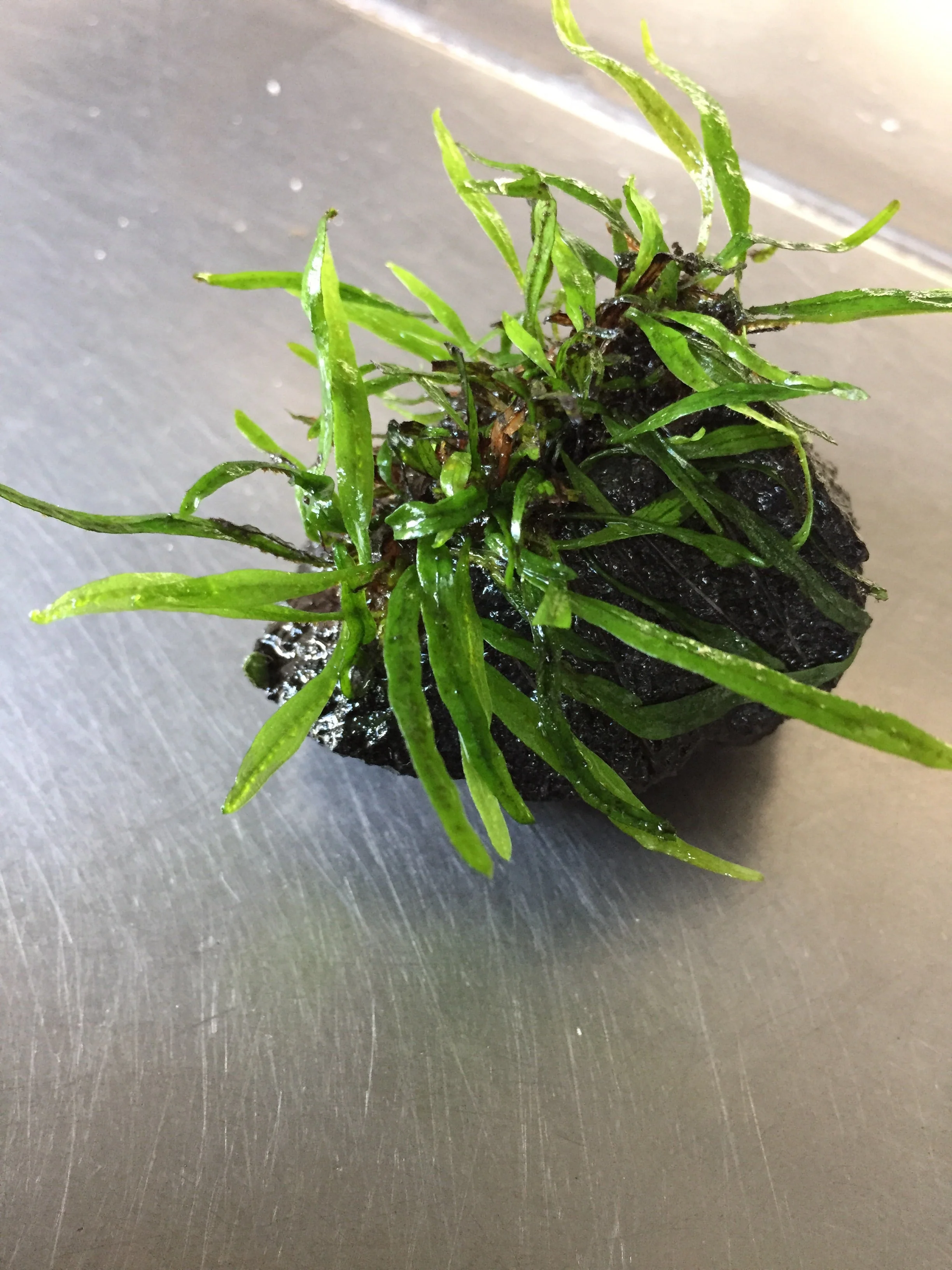 Exquisite Needle Leaf Fern Live Aquarium Plant - Easy Care Aquatic Decor - Image 2
