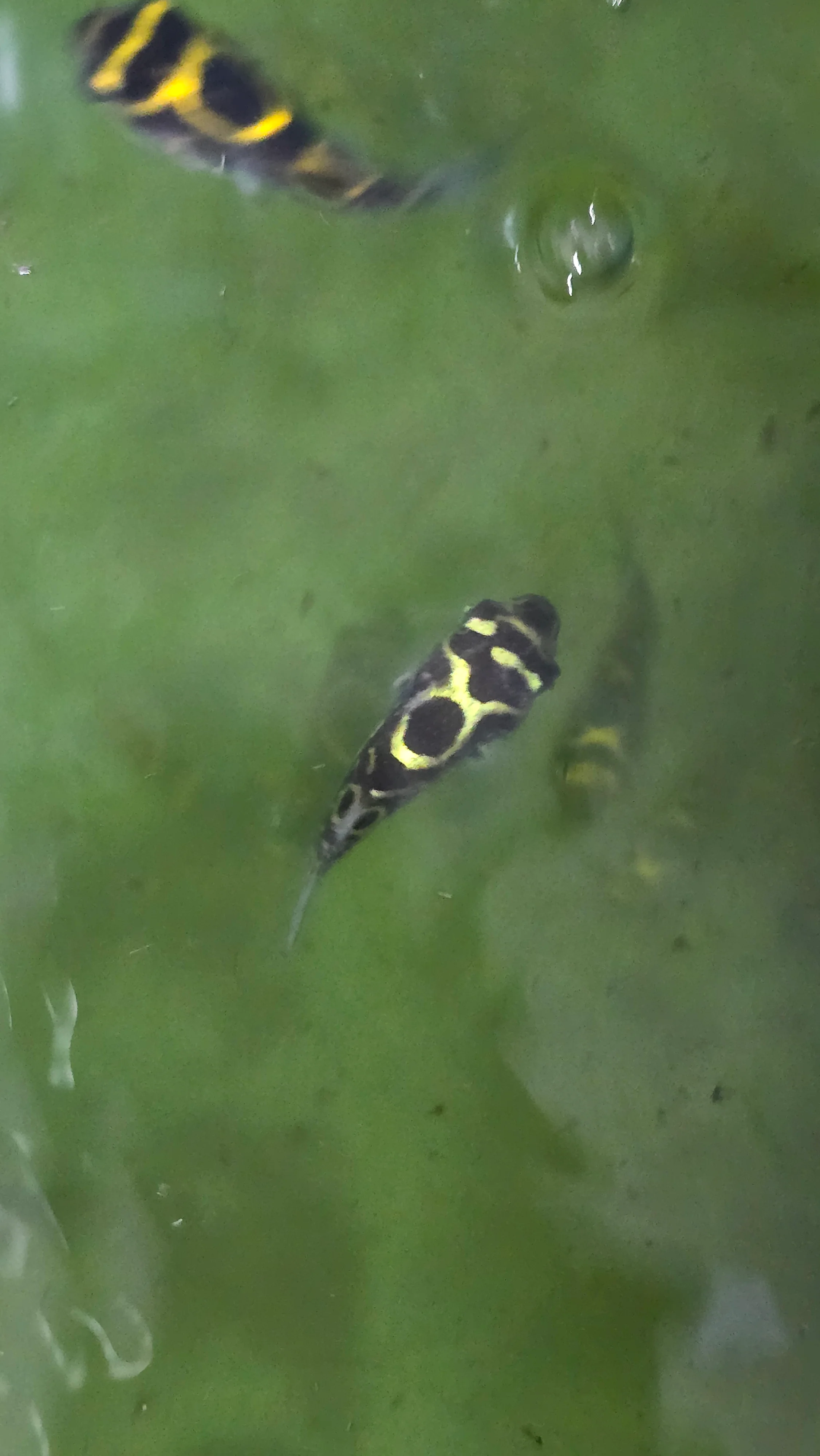 Figure 8 puffer 4-6cm