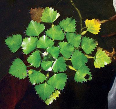 Floating Water Chestnut Aquatic Plant - Easy Care Live Aquarium Pond Decor