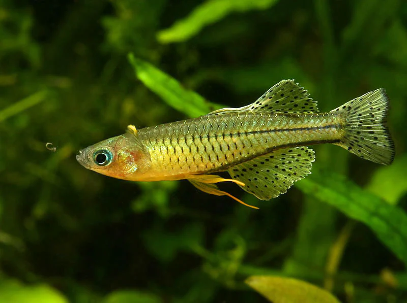 Spotted Furcata Rainbowfish 2cm