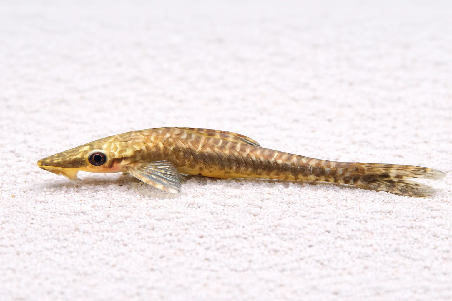 Giant Otocinclus 6-8cm