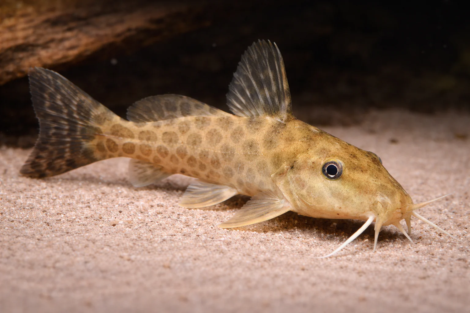 Giraffe Catfish (8-10cm)