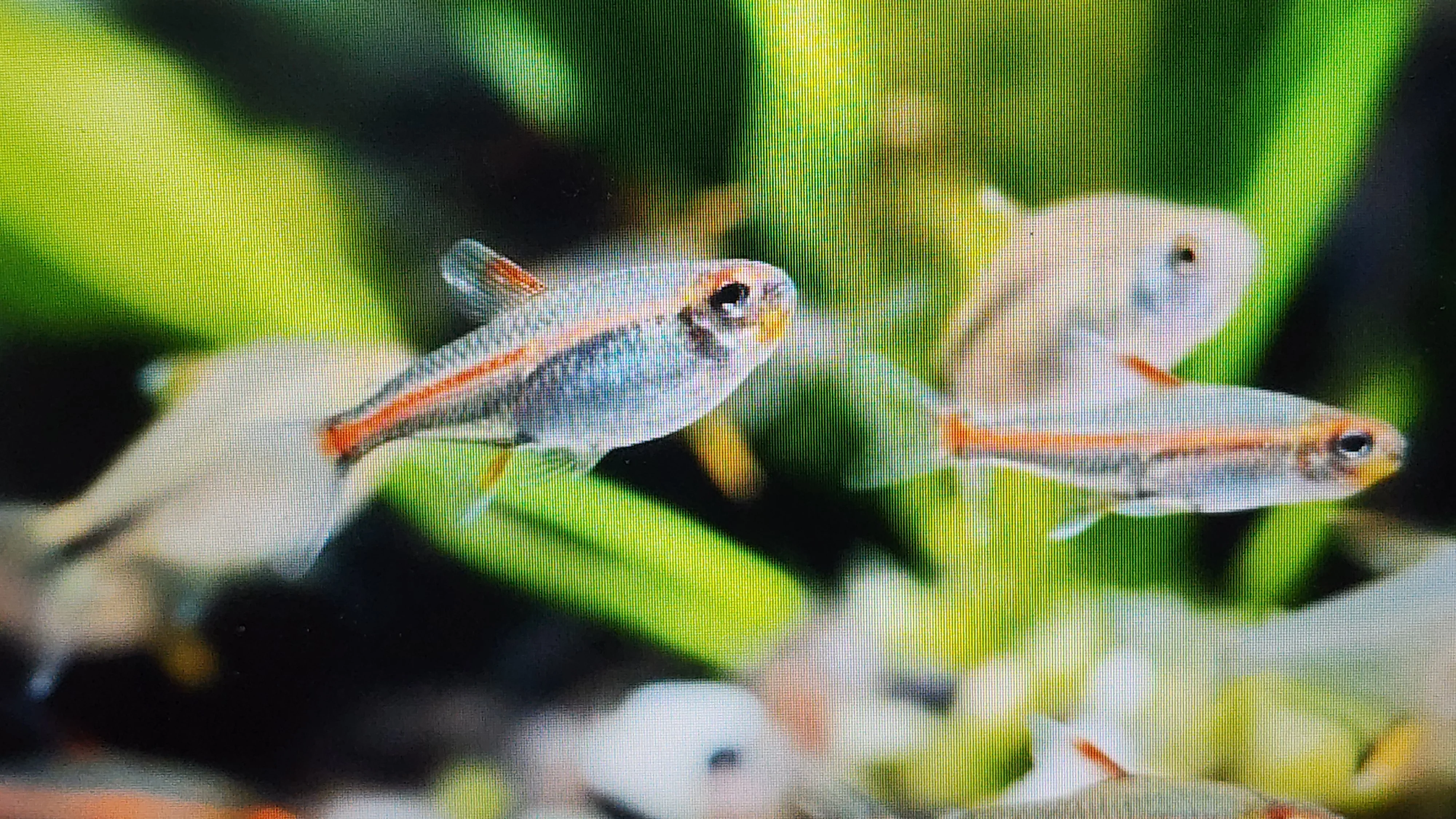 Glowlight tetra 2.5cm