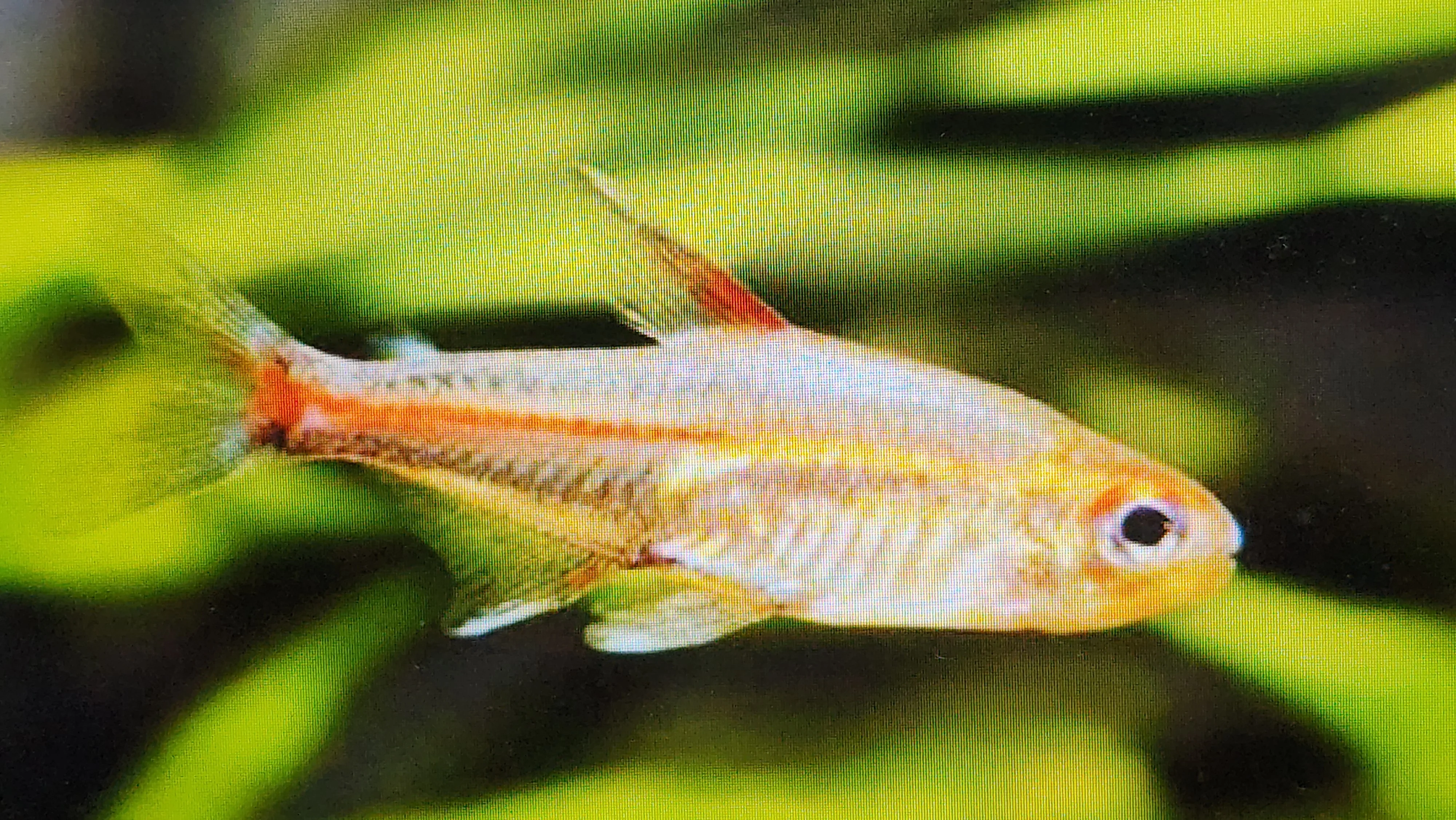 Glowlight tetra 2.5cm - Image 2
