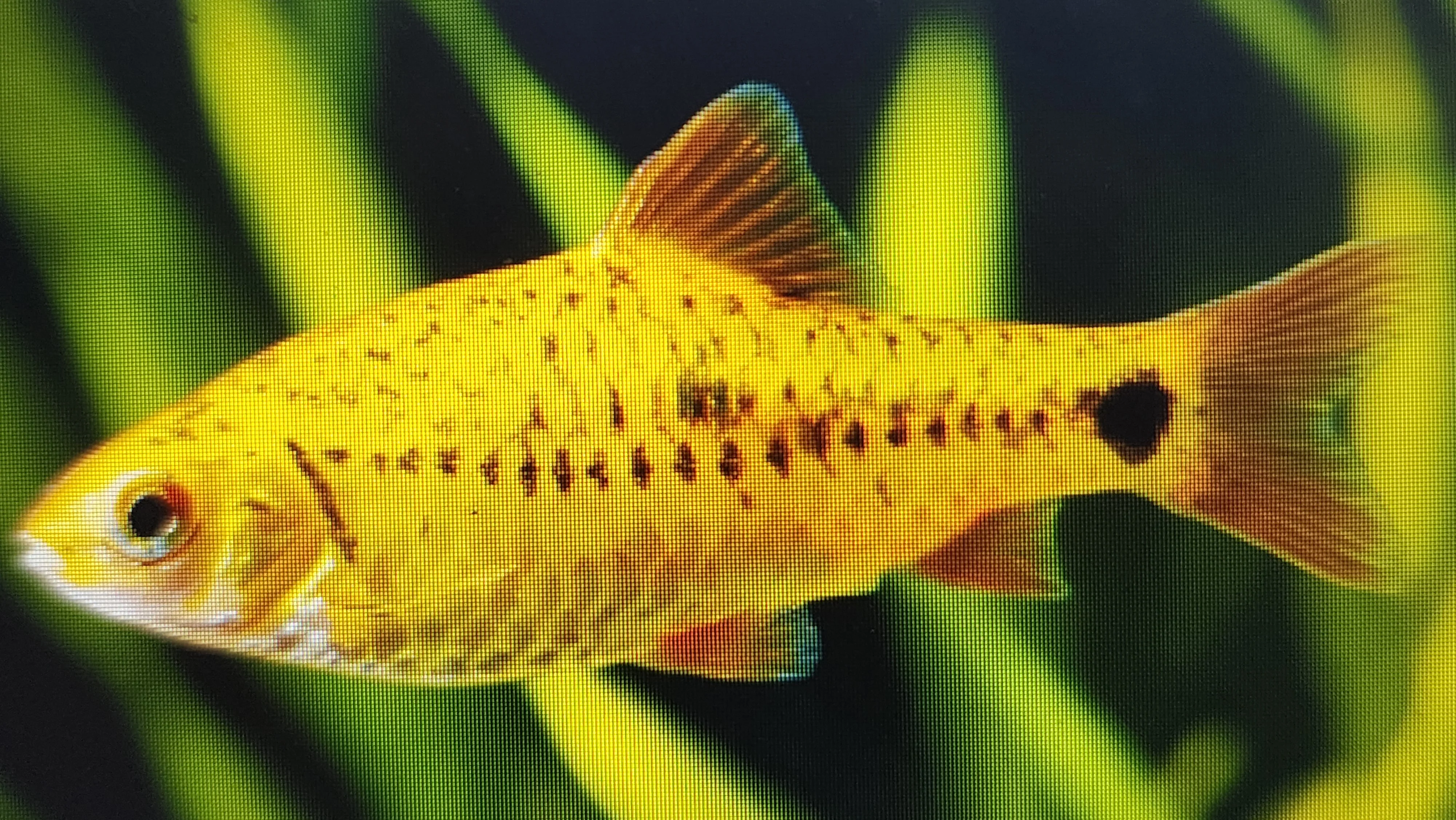 Golden barb 3cm