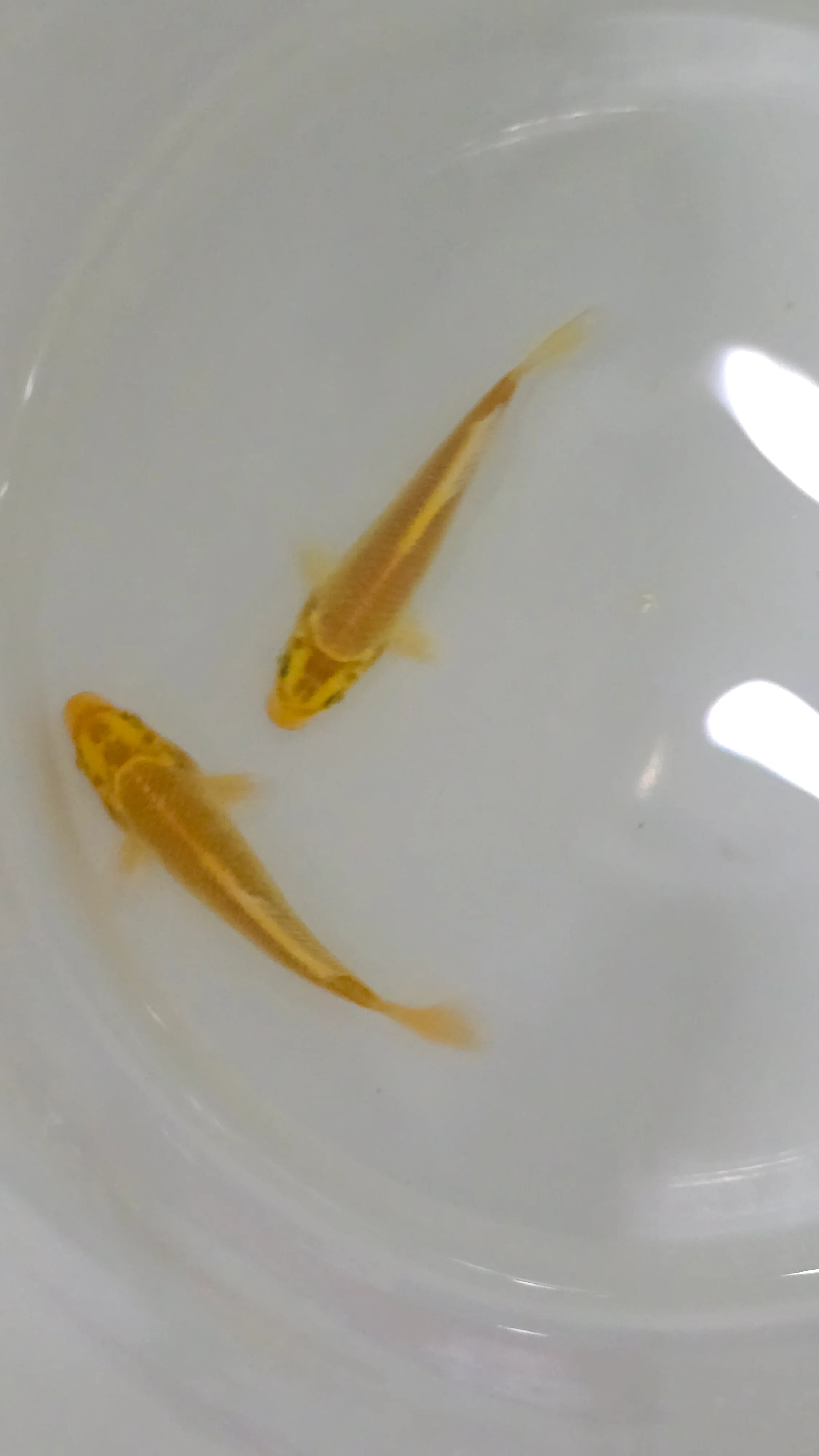 Golden koi - Image 3
