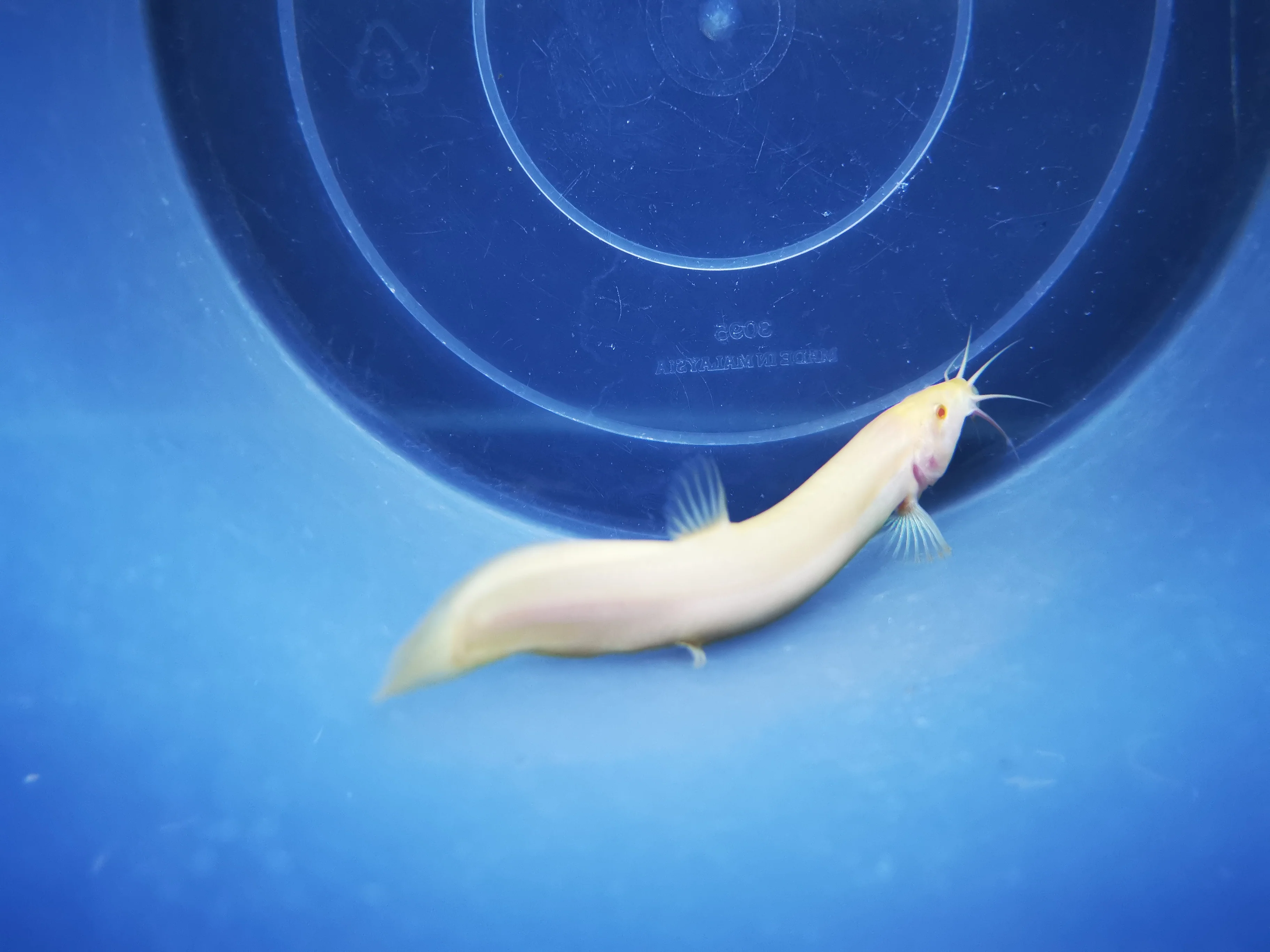 Golden weather loach 8-10cm - Image 3