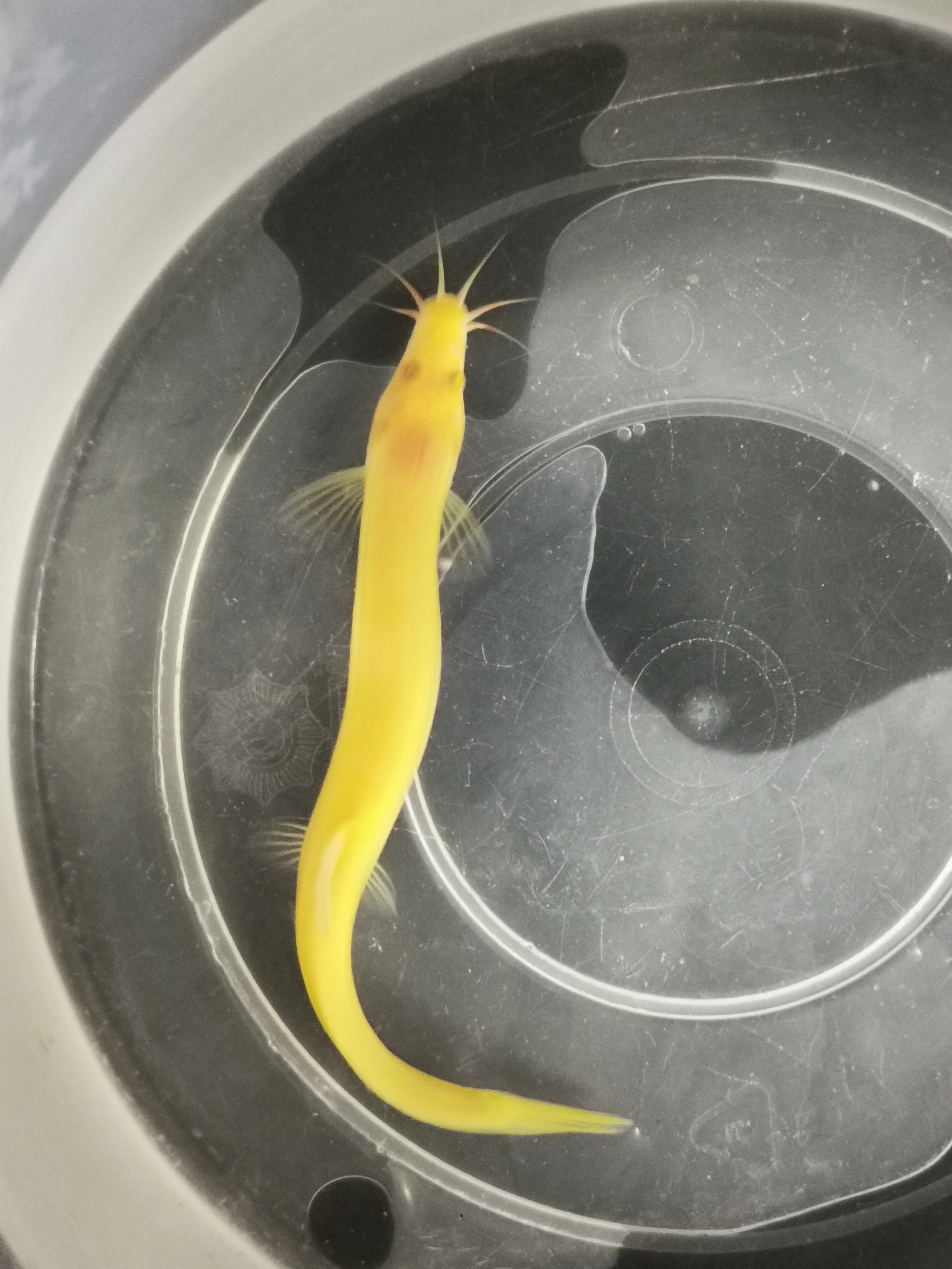 Golden weather loach 8-10cm - Image 4