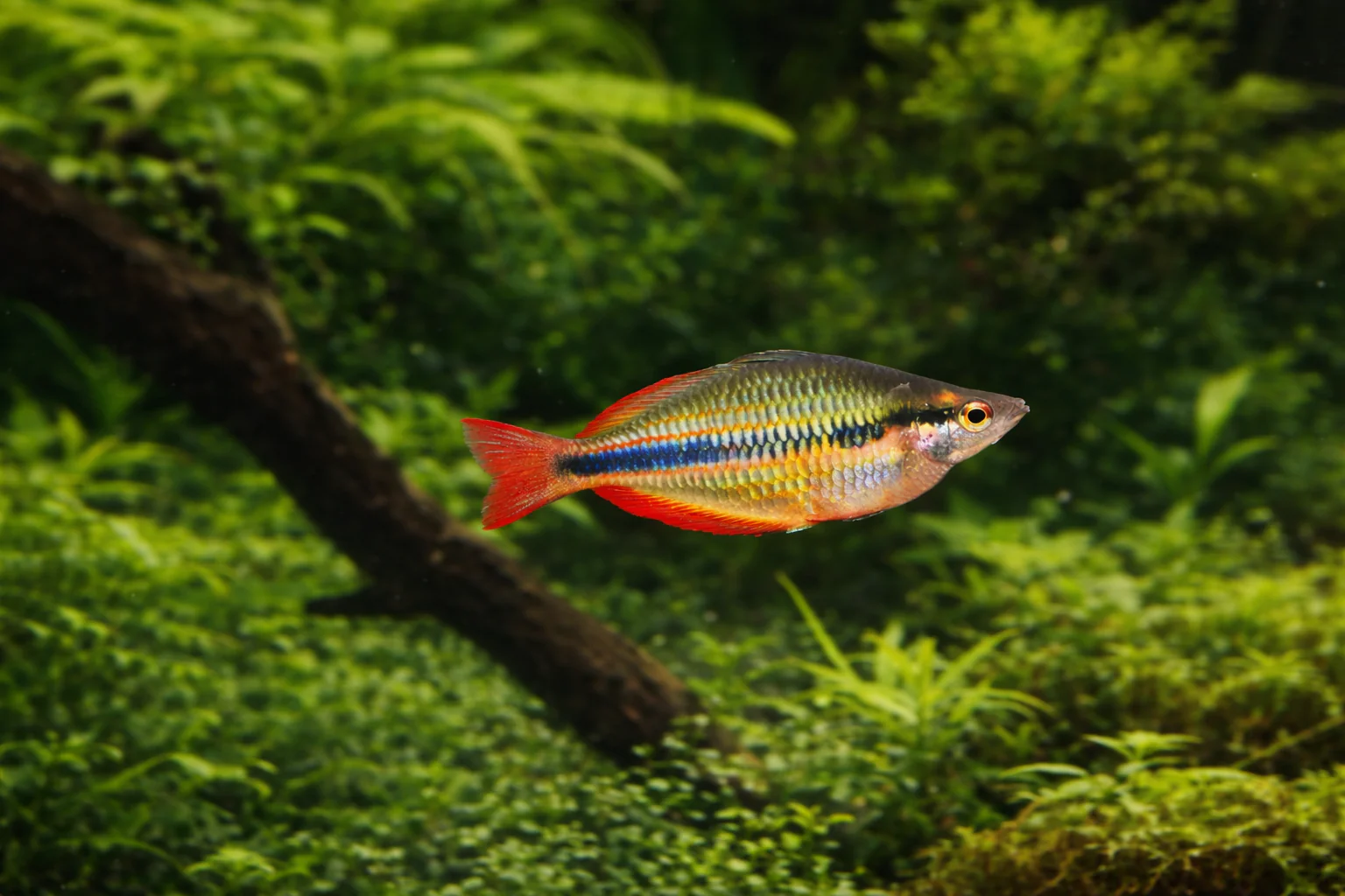 Goyder river rainbowfish 4-5cm