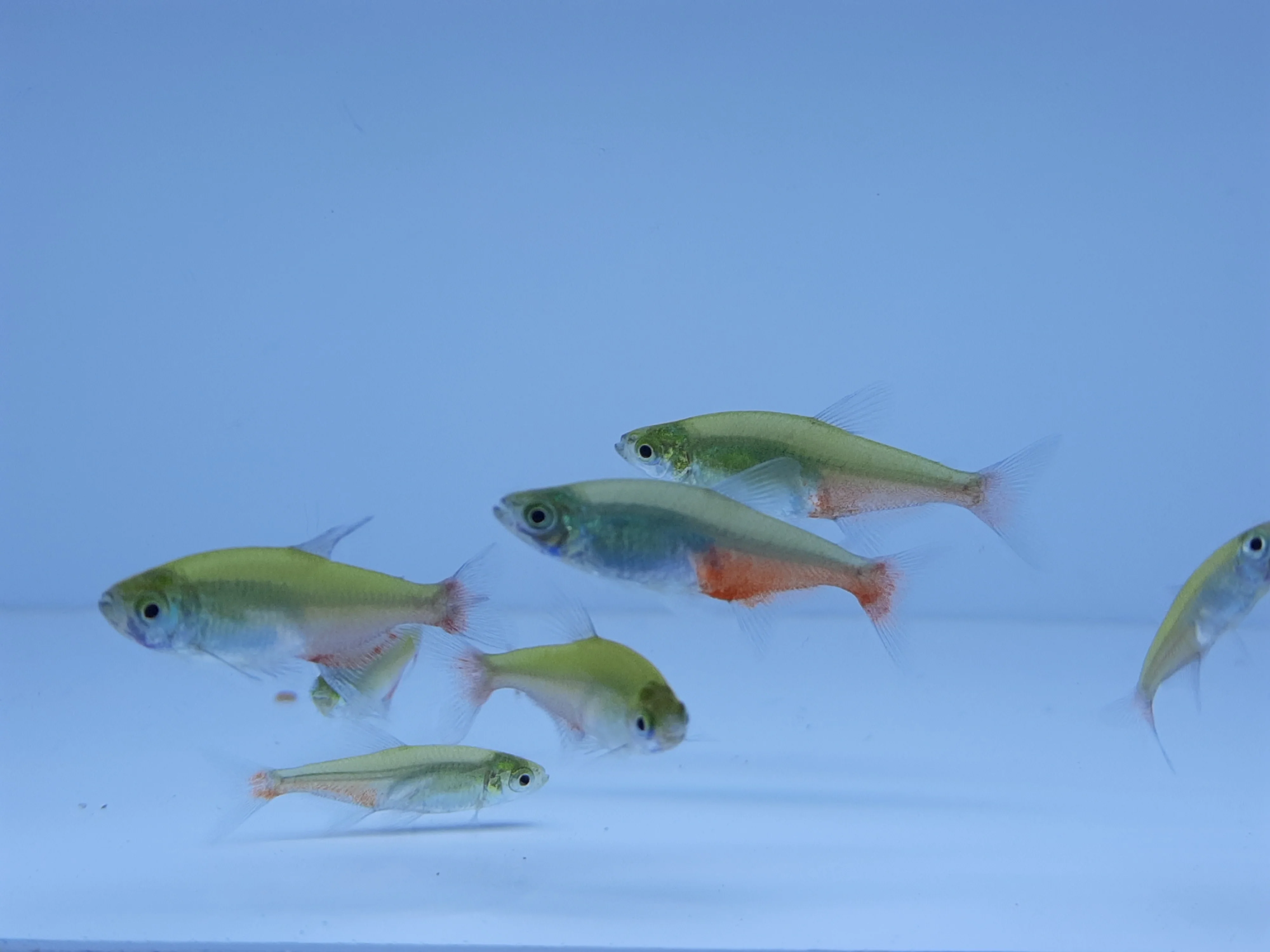Green fire tetra 2cm