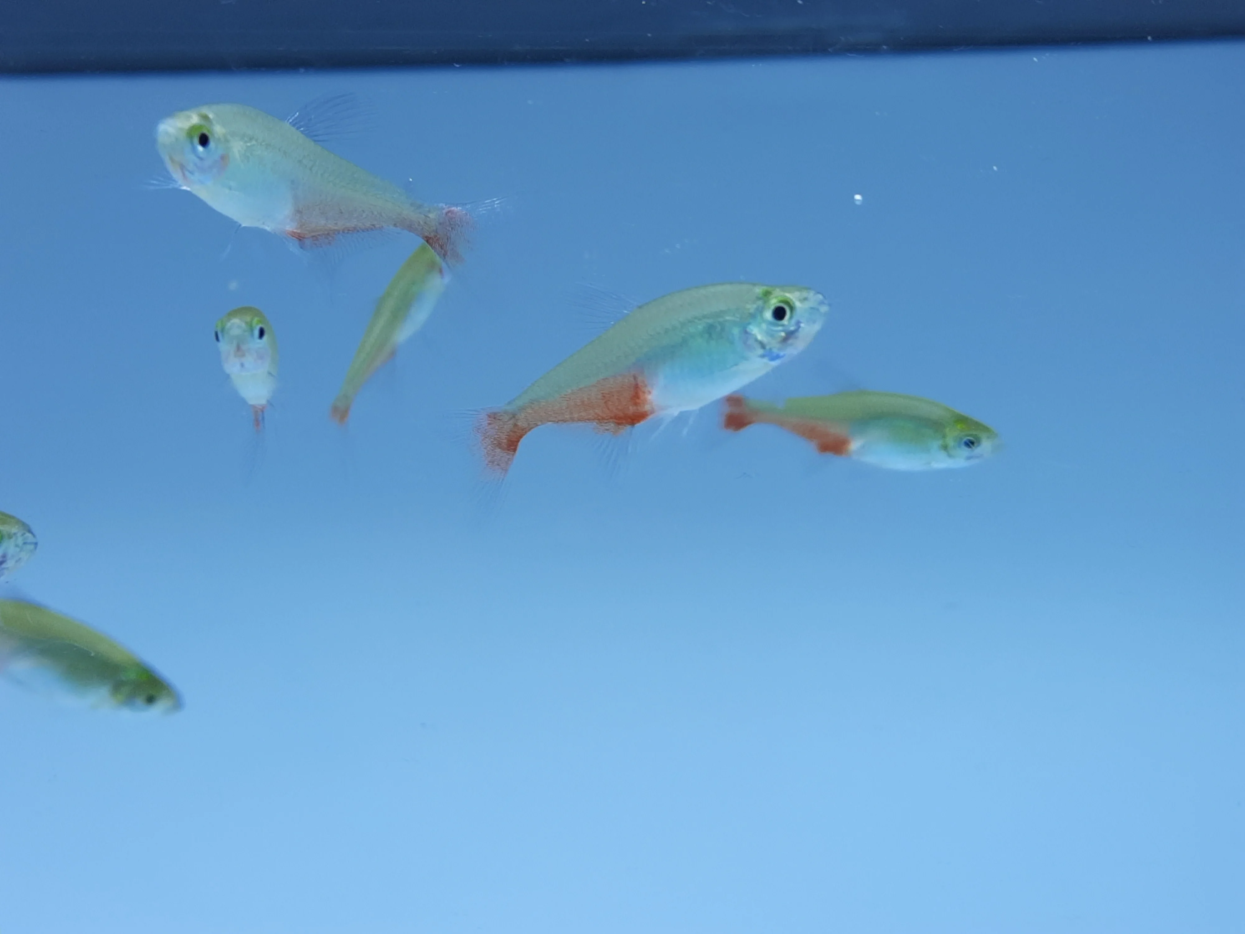 Green fire tetra 2cm - Image 2