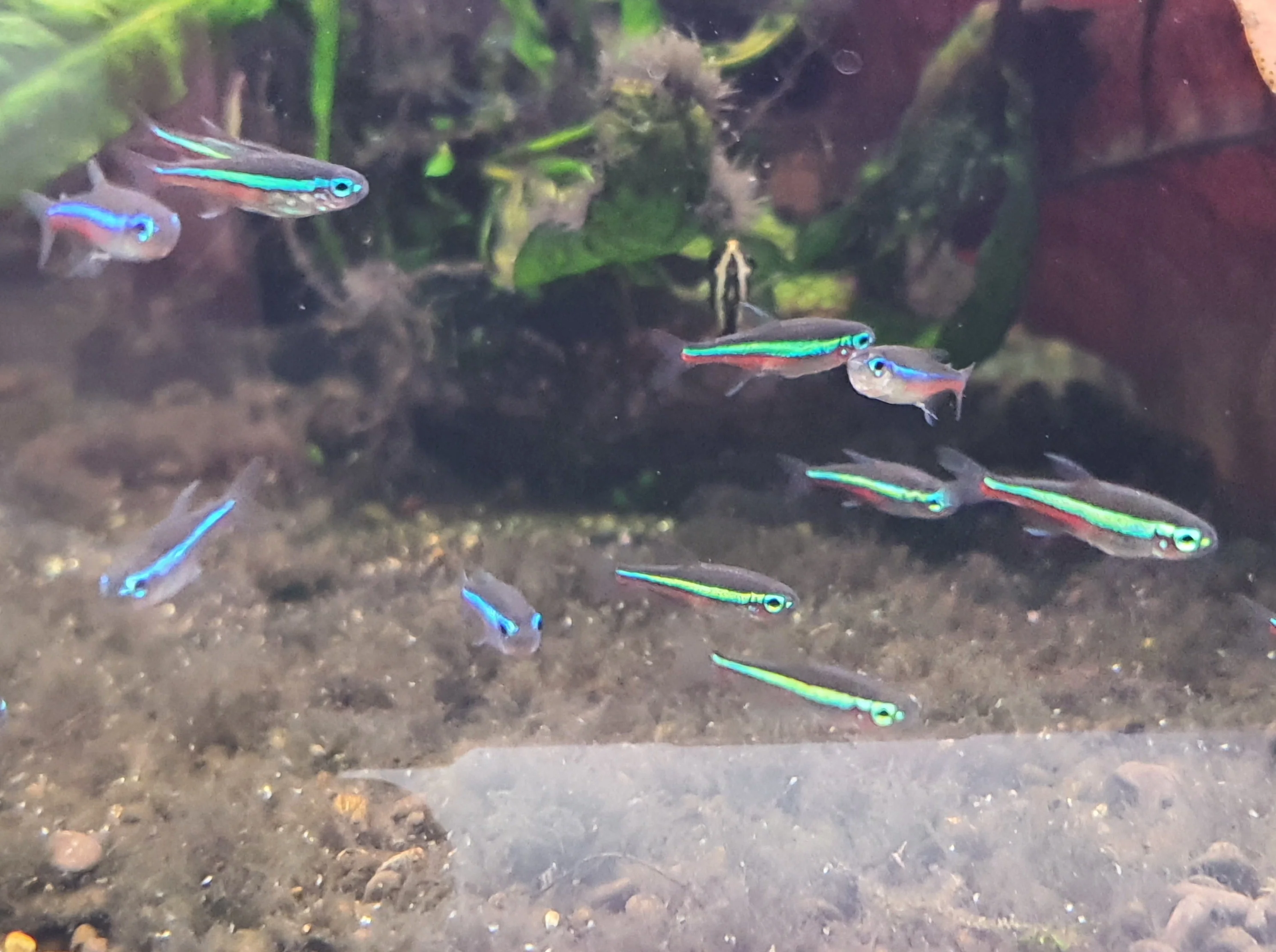 Green neon tetra 2.5cm - Image 2