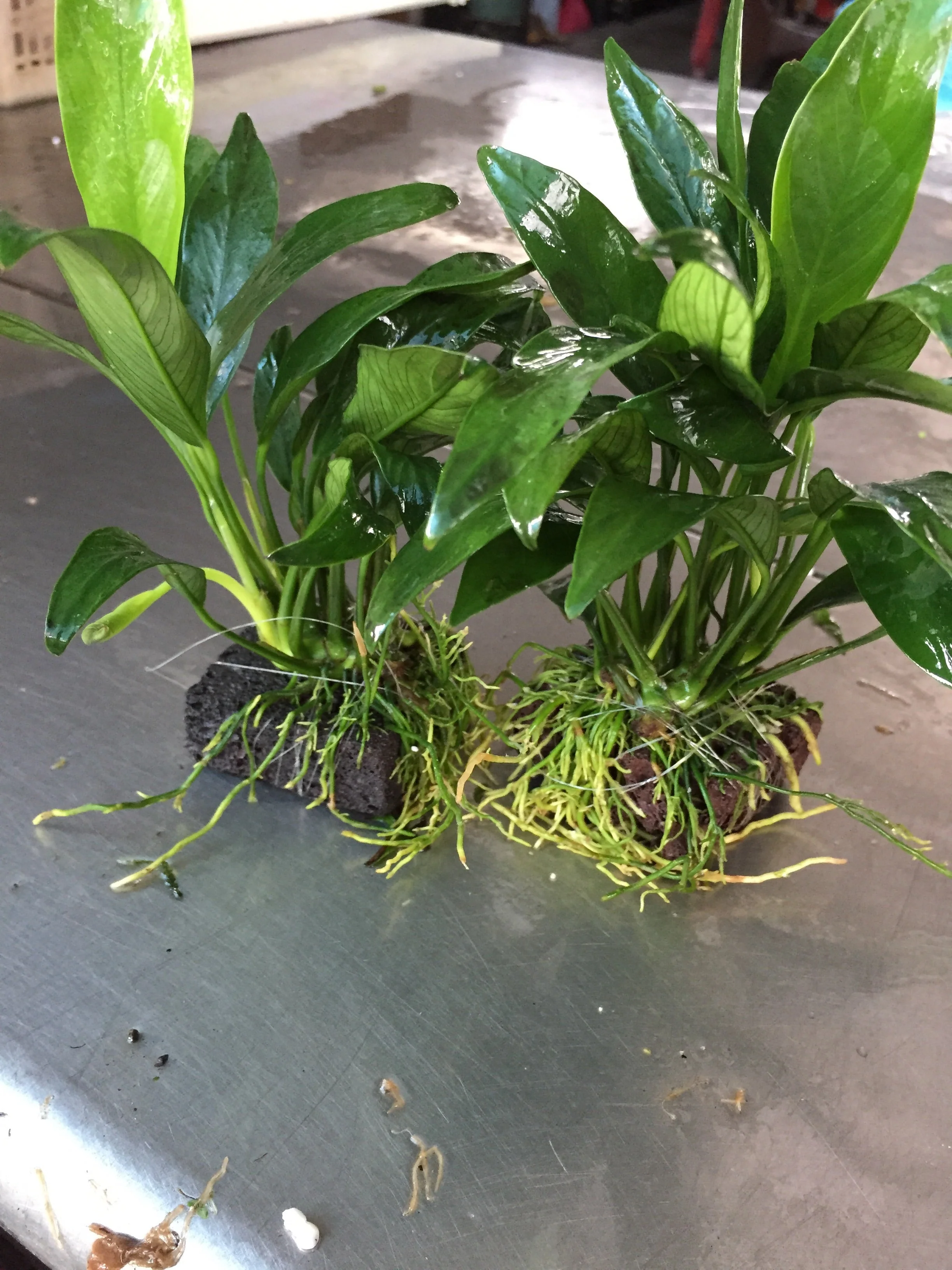 Hardy Anubias Barteri Angustifolia Live Aquarium Plant on Lava Rock