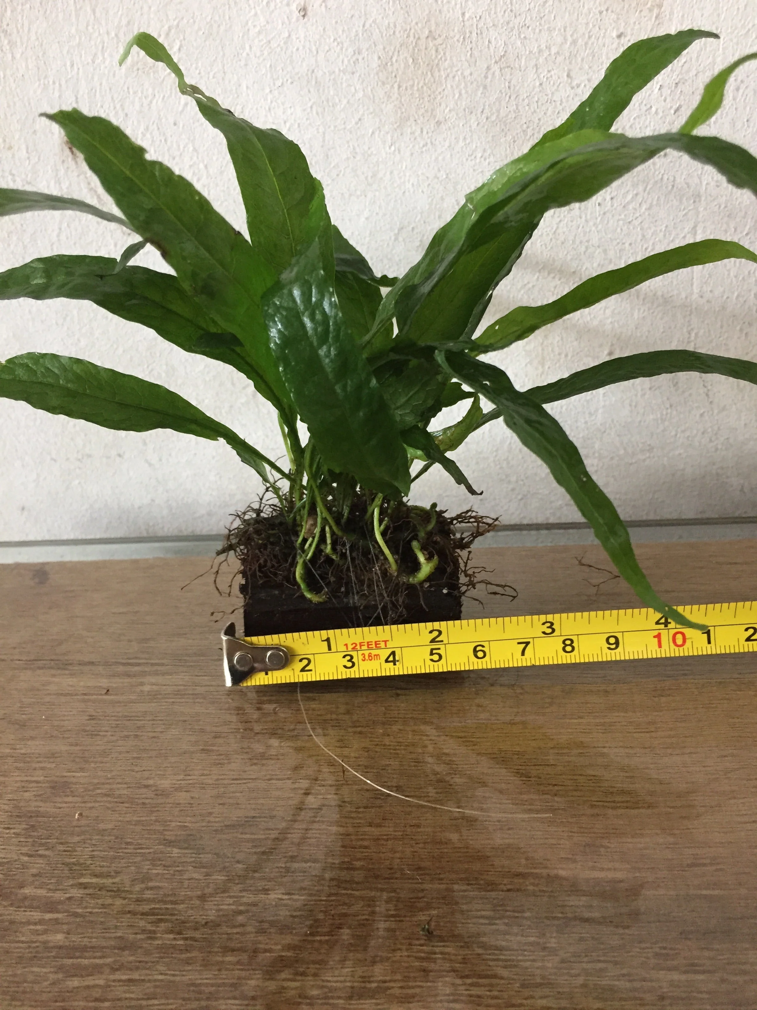 Hardy Java Fern on Mini Wood/Rock: Easy Aquarium Plant Decor