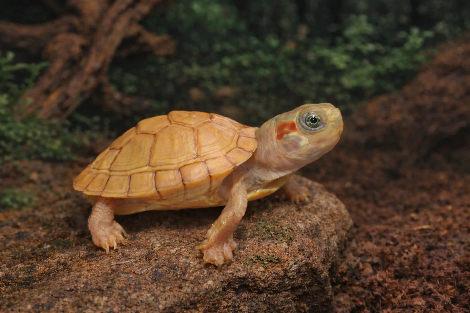 Hybrino Red ear slider Terrapin 4-5cm
