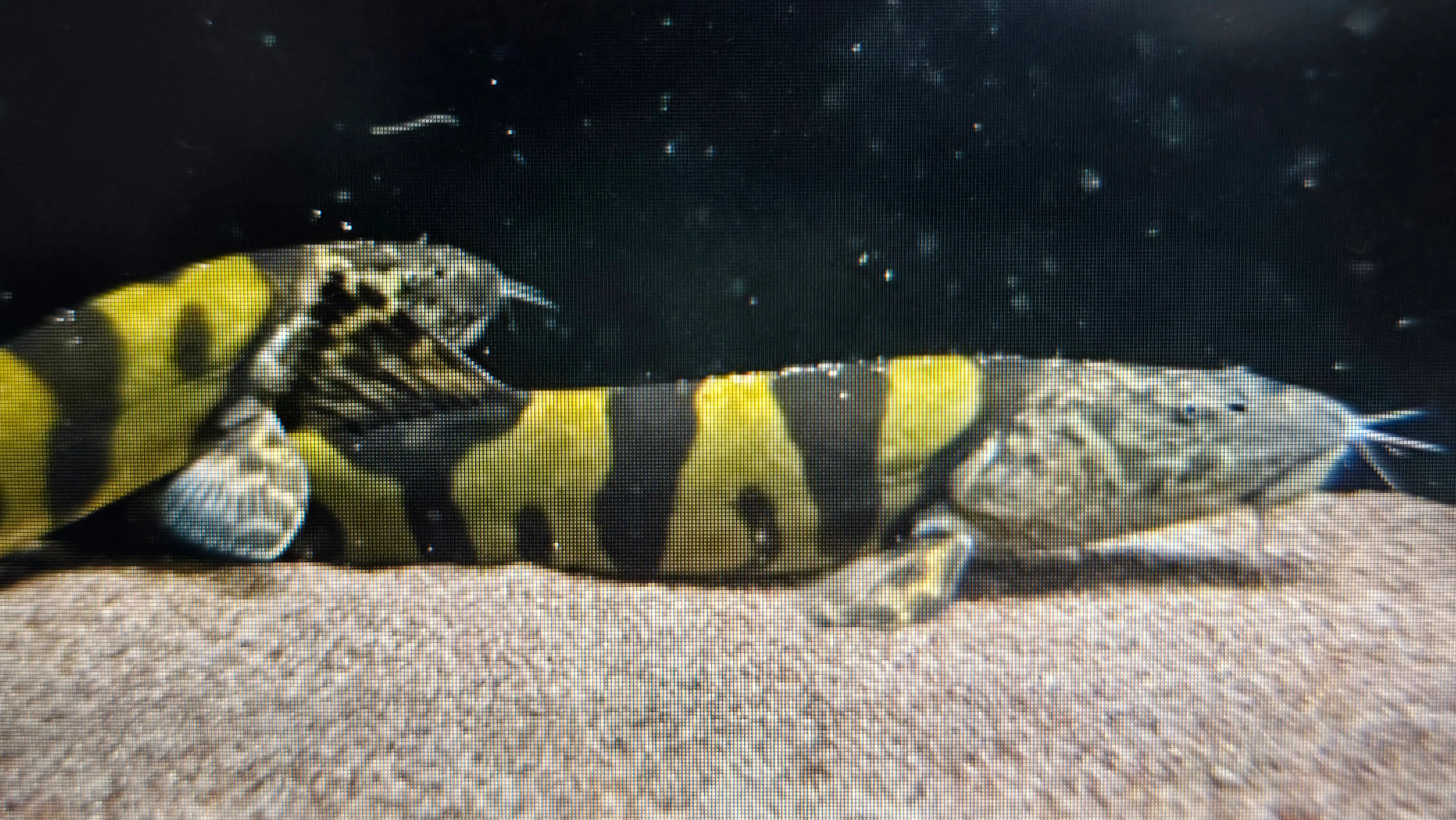 Imperial flower loach 8-10cm