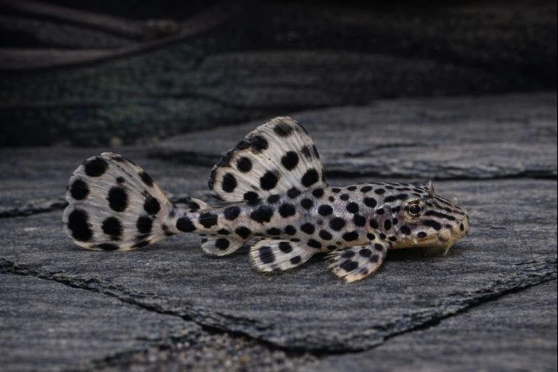 Pleco Imperial Ranger (1-1.5cm)