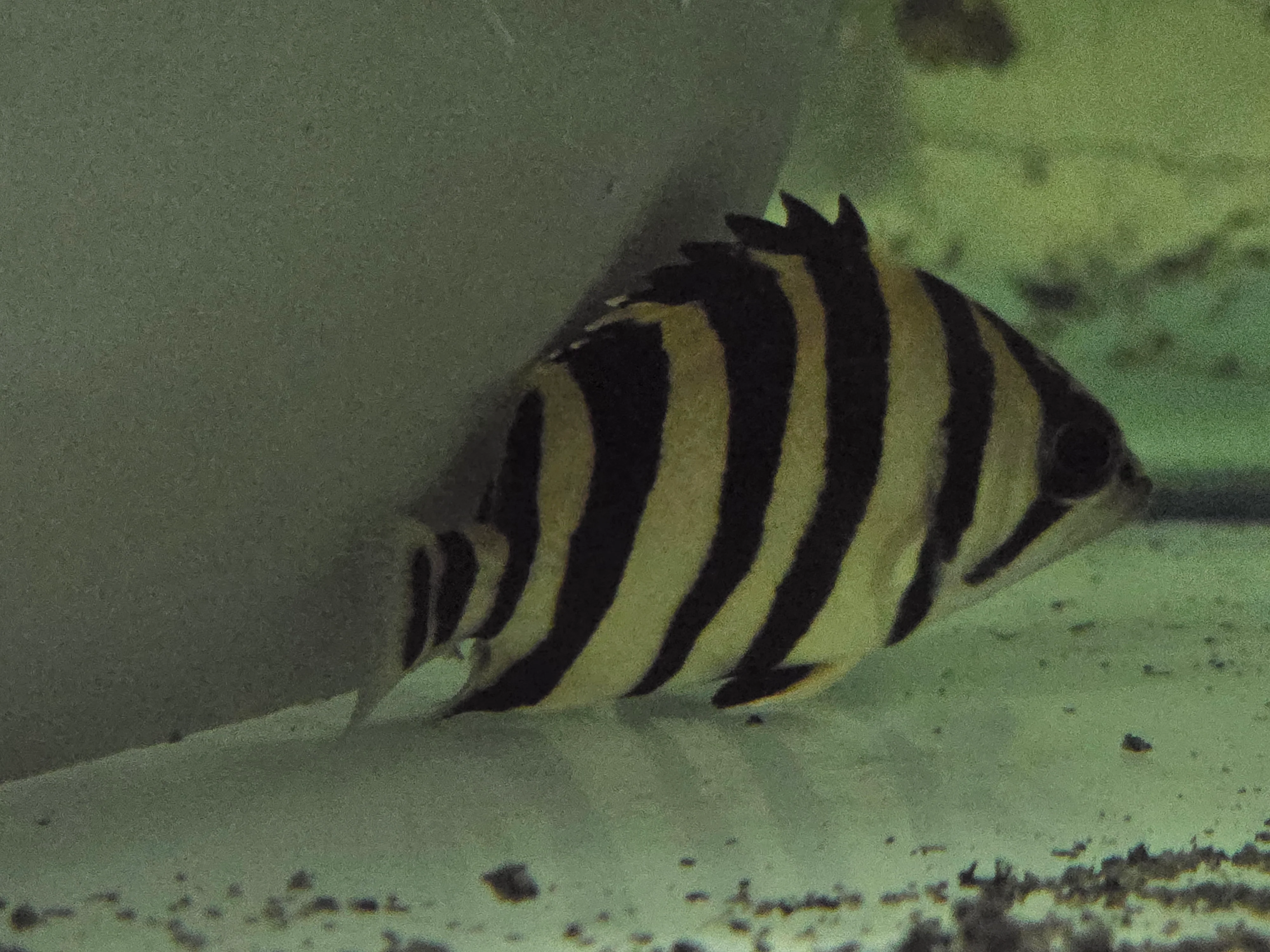 Indonesia tiger fish 4bar 4-5cm