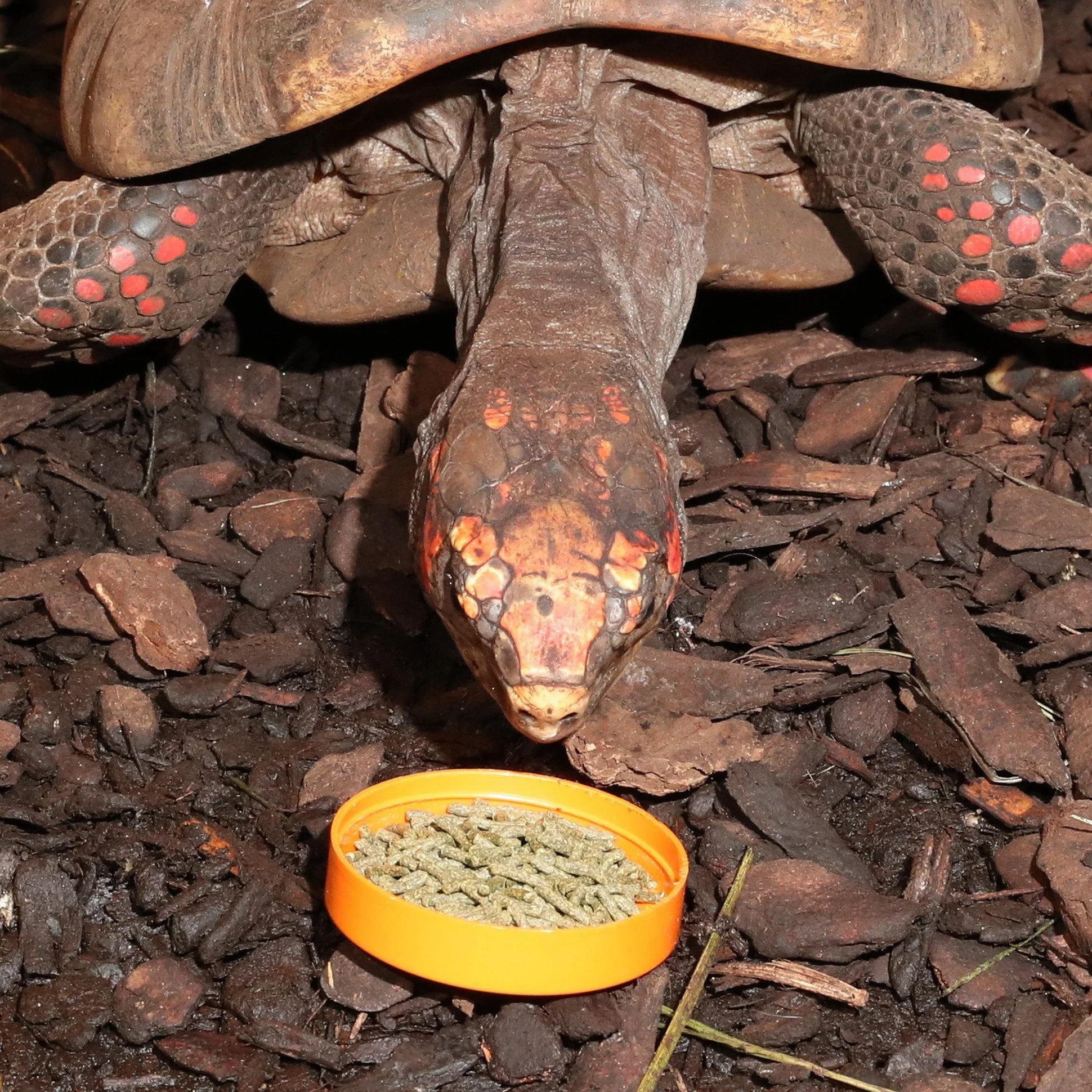 JBL Agivert 250ml Premium Vegetable-Based Turtle Food for Healthy Tortoises - Image 9