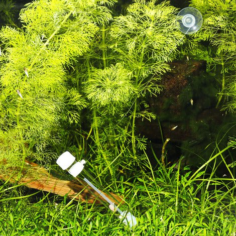 JBL PlaCollect Aquarium Planaria Trap: Chemical-Free Flatworm Removal Solution for Aquariums - Image 4