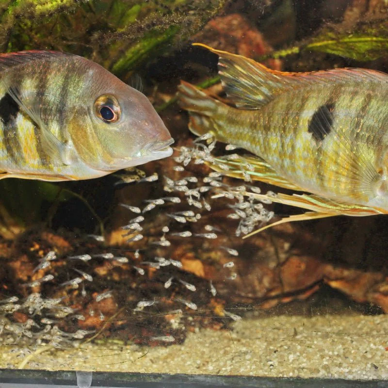 JBL Pronovo Bel Fluid: Premium Liquid Young Fish Food for Optimal Growth - Image 5
