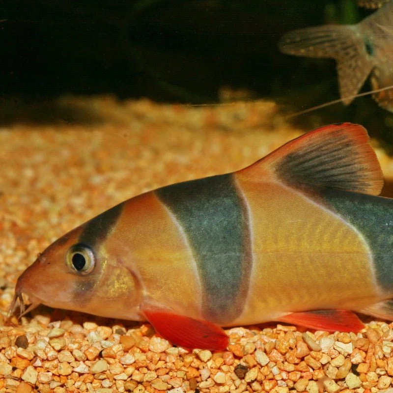 JBL ProNovo Botia Tab M: Spirulina Rich Sinking Food for Loaches - Image 6