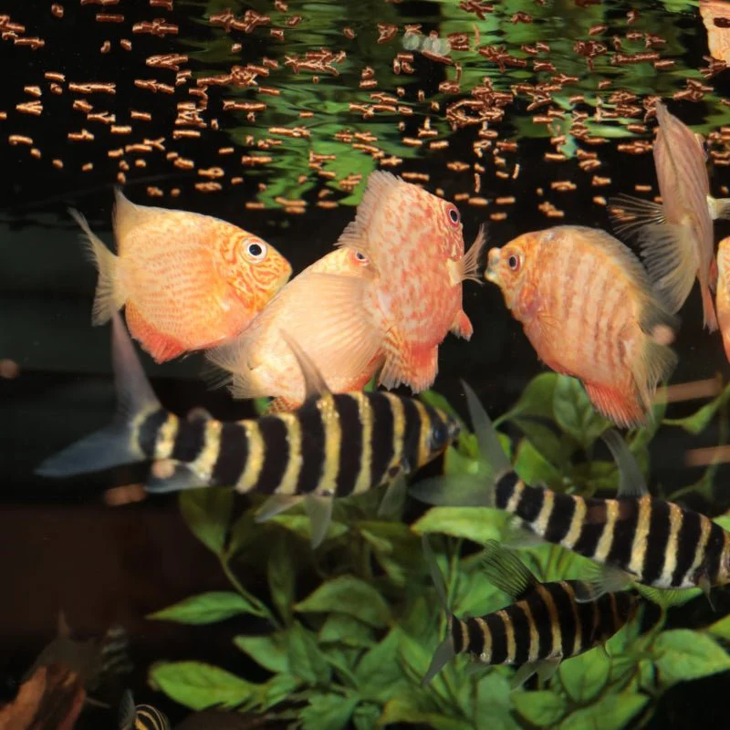 JBL ProNovo Small Insect Sticks: Prebiotic Fish Food for Optimal Fish Health - Image 5