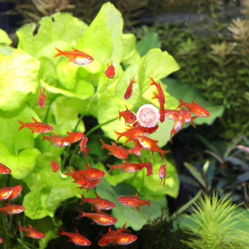 JBL ProNovo Tab M: Premium Sinking Food Tablets for Bottom-Dwelling Fish - Image 7
