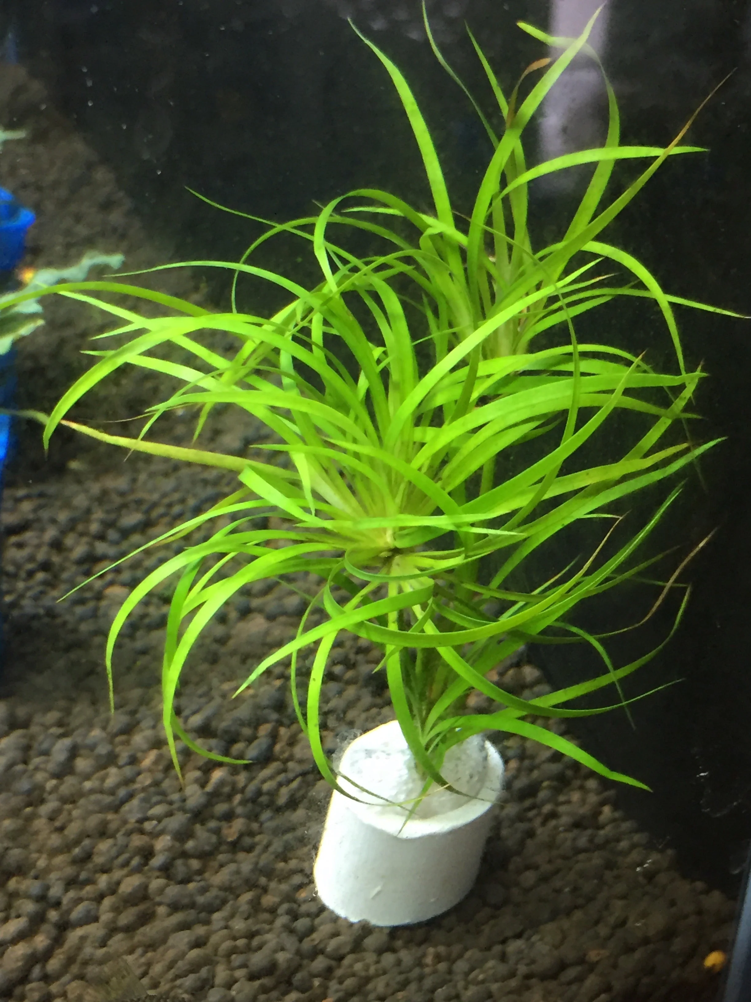 Juncus Repens Live Aquatic Plant: Easy Care, Versatile Red Green Aquascape Grass - Image 2