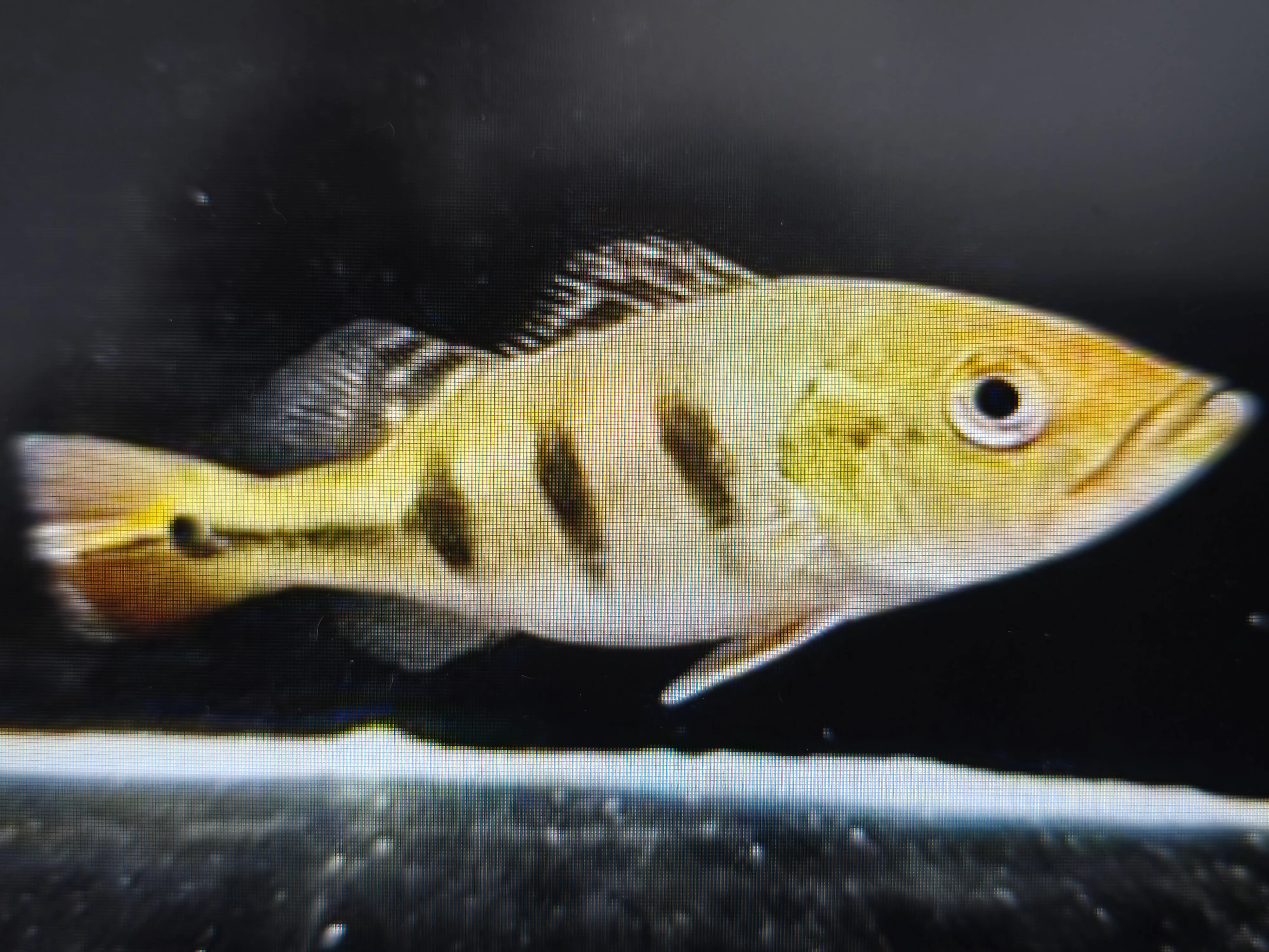 Kelberi peacock bass 6-8cm