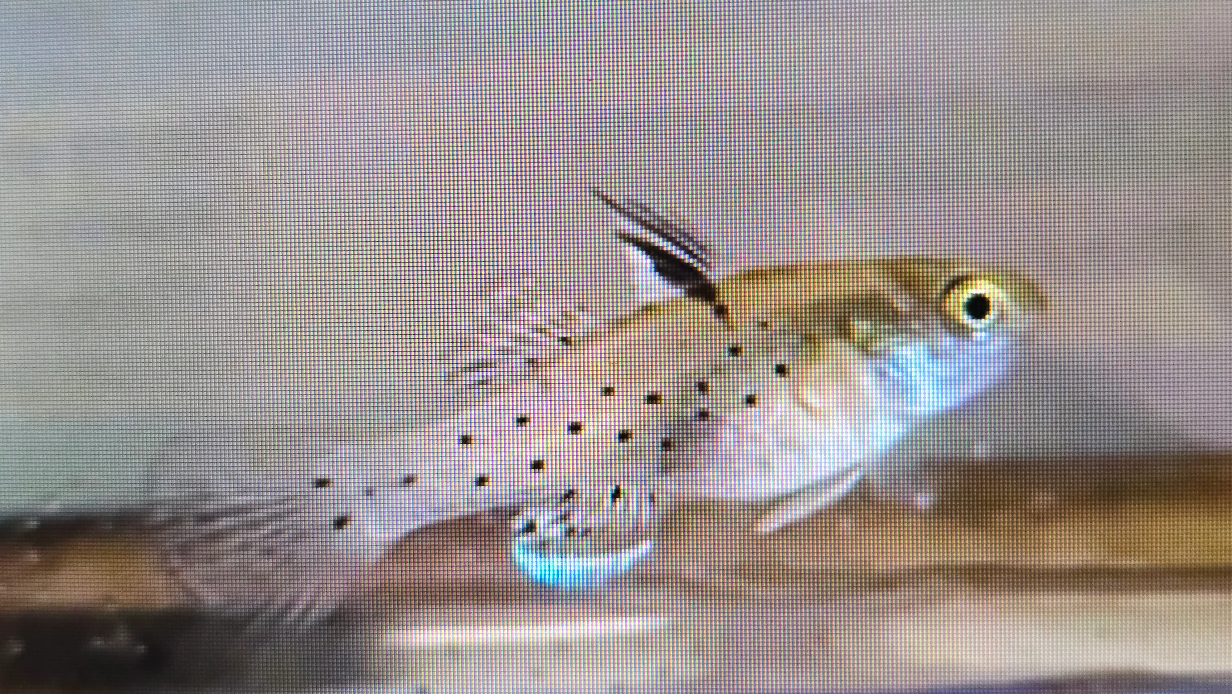 Knight goby 3cm