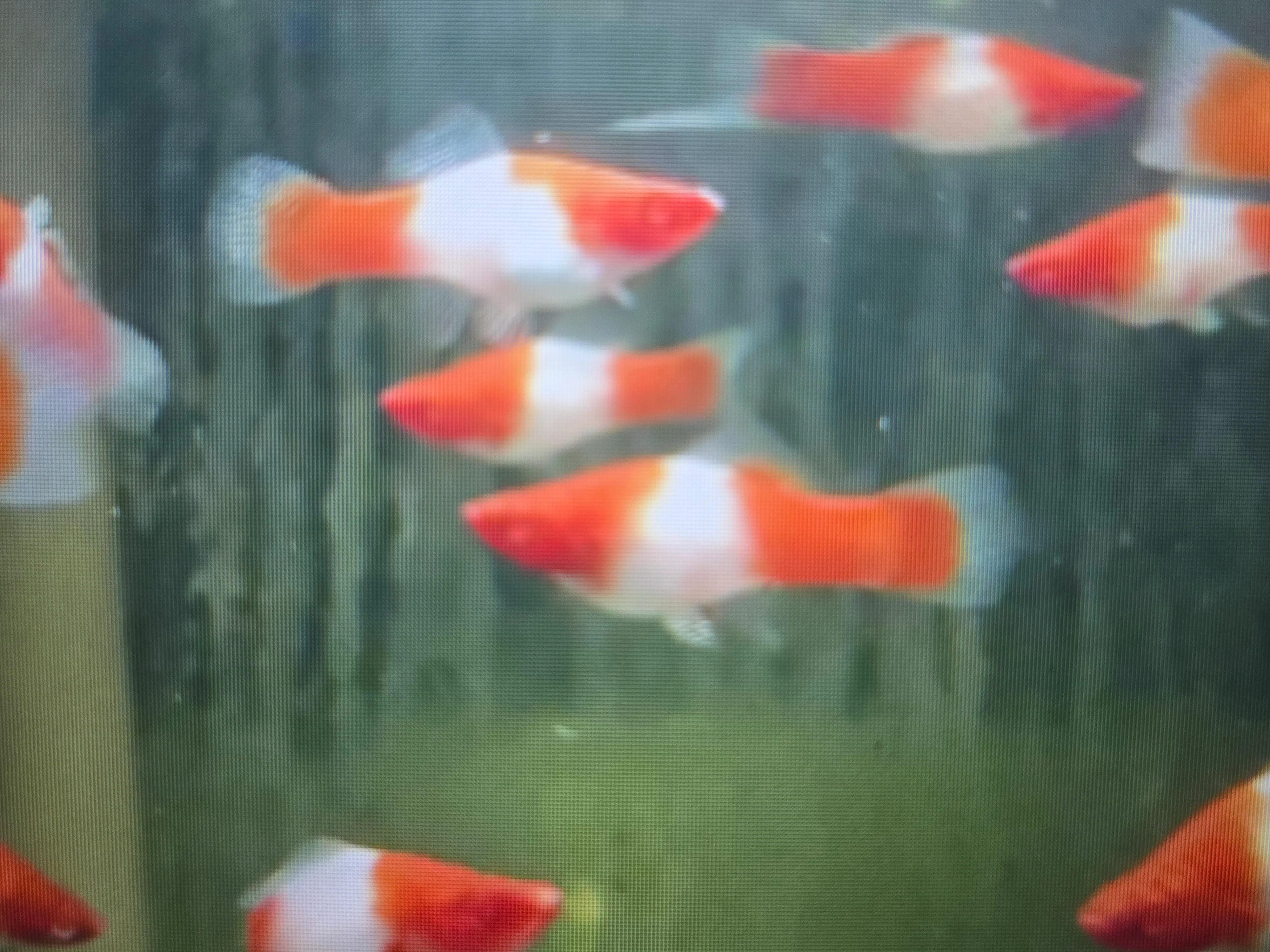 Koi swordtail 3cm