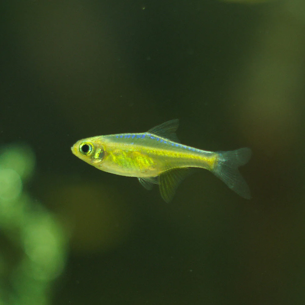 Kubotai Rasbora 2cm
