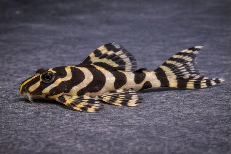 Pleco L134 leopard frog 6-8cm