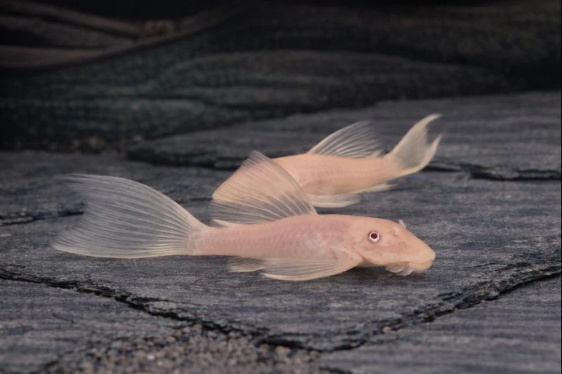 Pleco L144 blue eye longfin 4-5cm